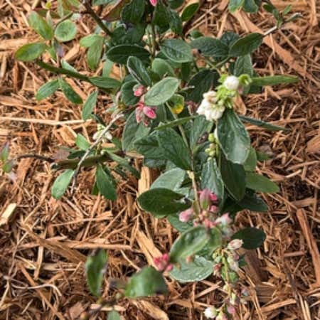 Photo of the plant species Black Highbush Blueberry by @lookingforamandaa named Bingo on Greg, the plant care app