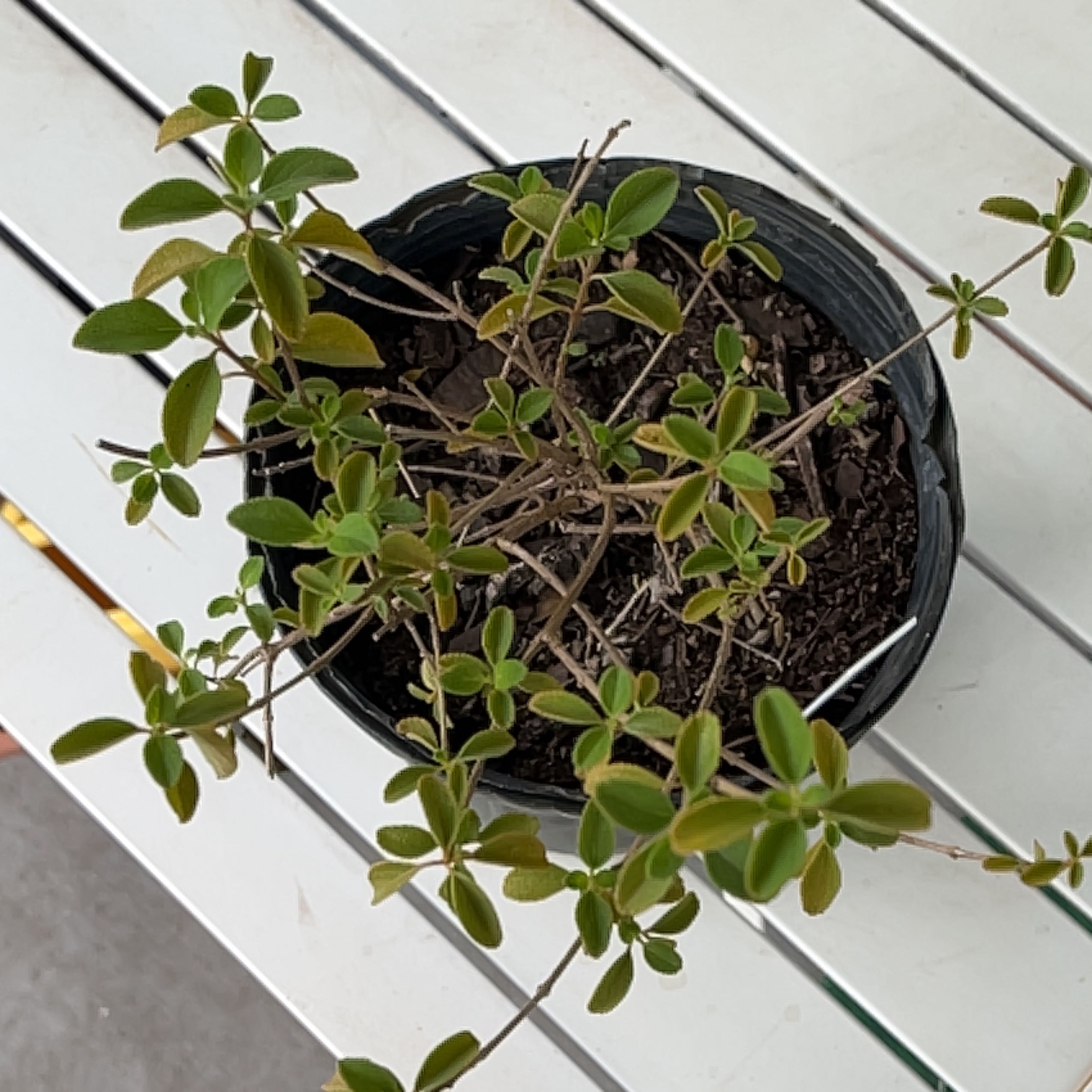 Photo of the plant species Buttonsage by @lookingforamandaa named hannahmontana on Greg, the plant care app