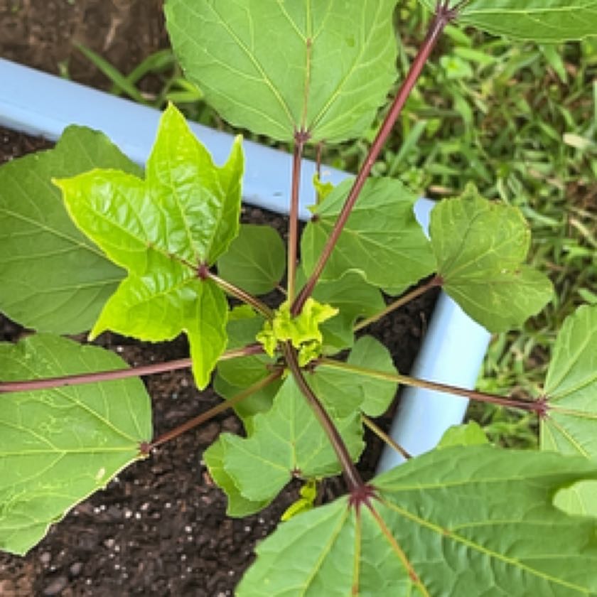 Plant care for Coastal Plain Staggerbush on Greg, the plant care app