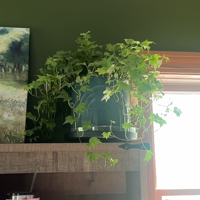 Photo of the plant species Francis Ivy by @JazzyYerbasanta named Francis on Greg, the plant care app