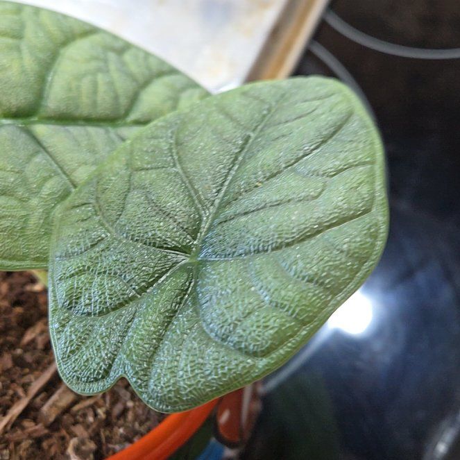 Photo of the plant species alocasia rhino skin by @RichCurlylocks named Bigleef Smalls on Greg, the plant care app