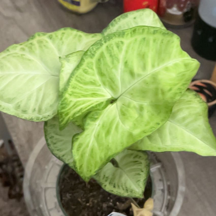 Photo of the plant species Green Nephthytis Plant by @PoliteLychee named Kendall on Greg, the plant care app