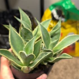 Photo of the plant species Agave mitis 'Multicolor' by @YouthfulPeyote named Athena on Greg, the plant care app