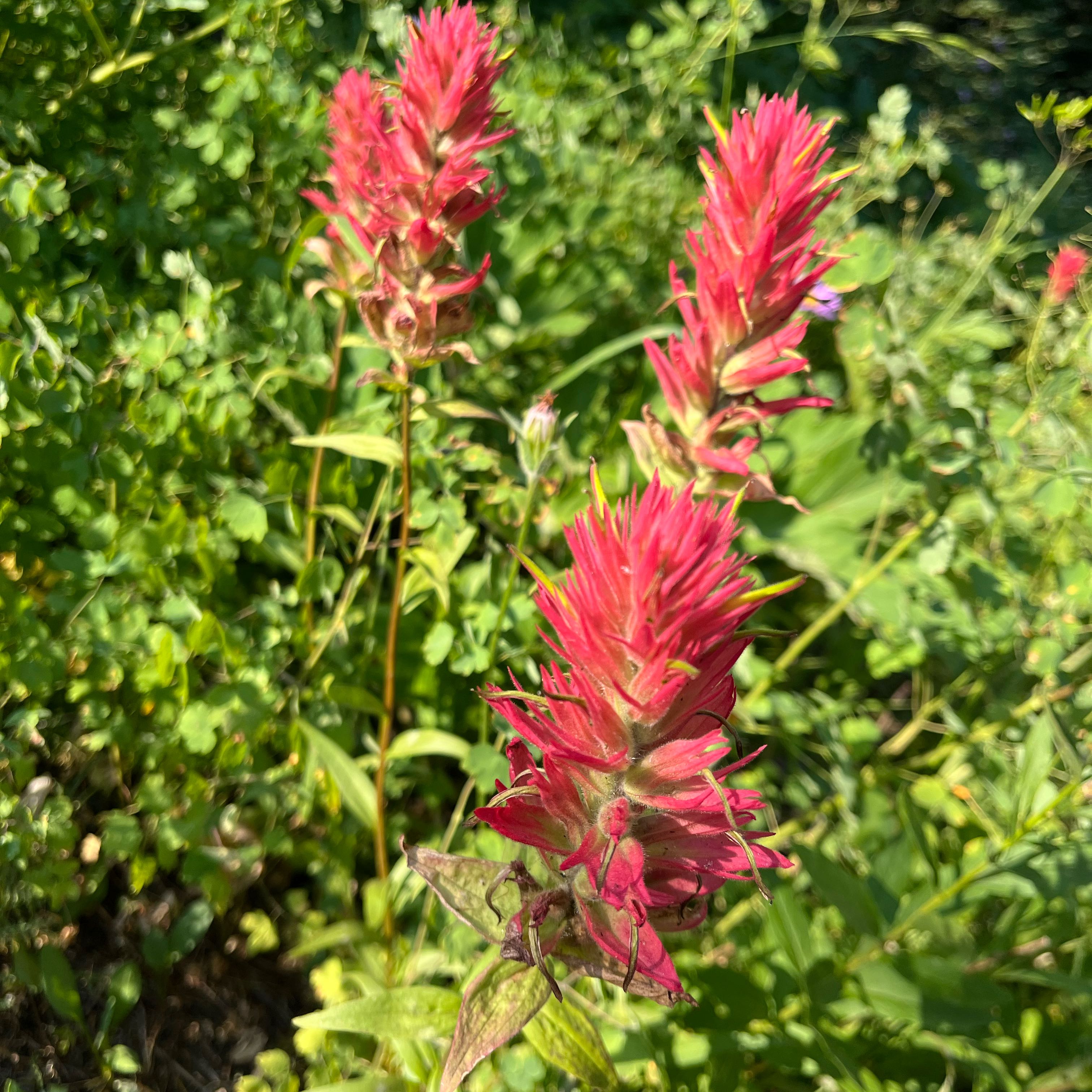 Photo of the plant species Indian Paintbrush by @ZippyHenschicks named Eva on Greg, the plant care app