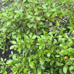 Plant care for Philippine Ternstroemia on Greg, the plant care app