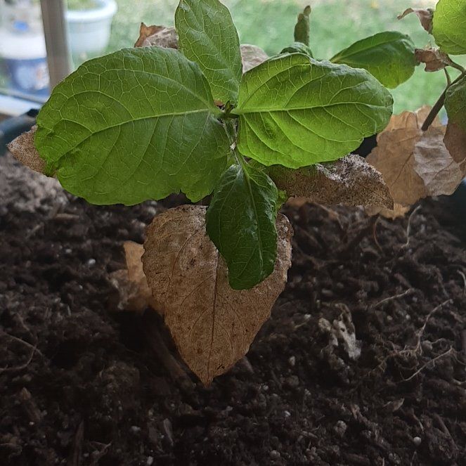 Photo of the plant species Toothache Plant by @FinestPincherry named Gregarious on Greg, the plant care app