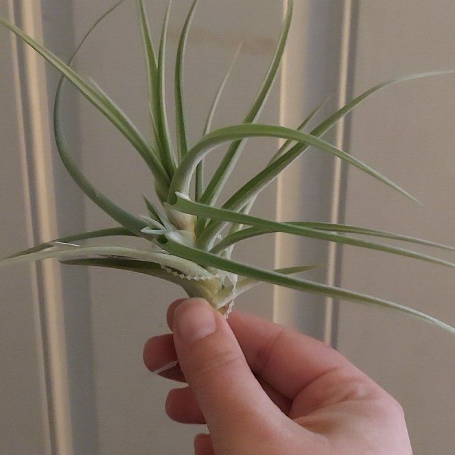 Photo of the plant species Umbrella Air Plant by @CozyFalsedaisy named Thelma 2 on Greg, the plant care app