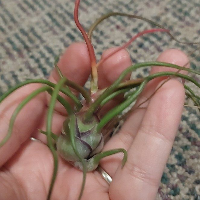 Photo of the plant species Tillandsia Bulbosa Guatomala by @CozyFalsedaisy named Ana Johanna Ocho8 on Greg, the plant care app