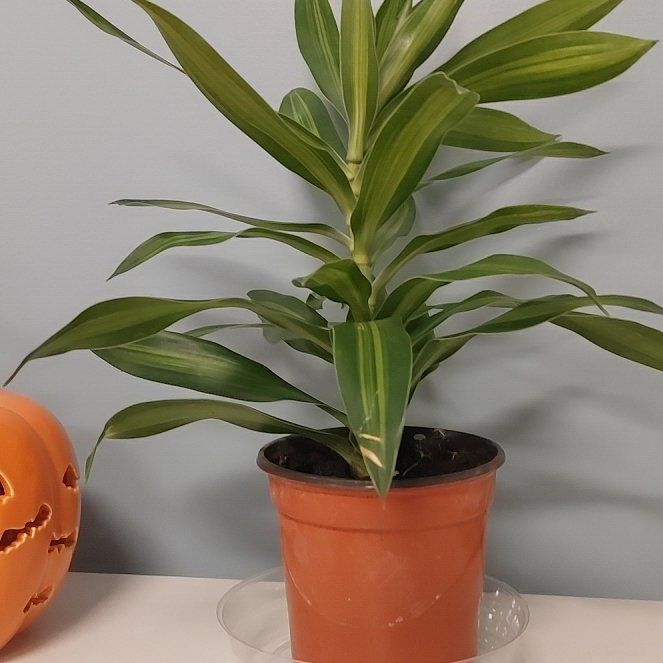 Photo of the plant species Song of Jamaica by @CozyFalsedaisy named Hurricane Melissa on Greg, the plant care app