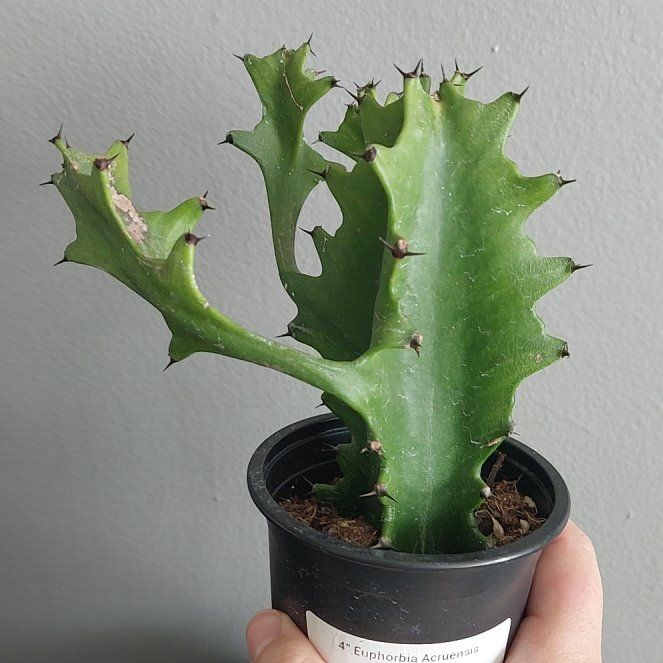 Photo of the plant species Dragon Bone by @CozyFalsedaisy named Mushu on Greg, the plant care app