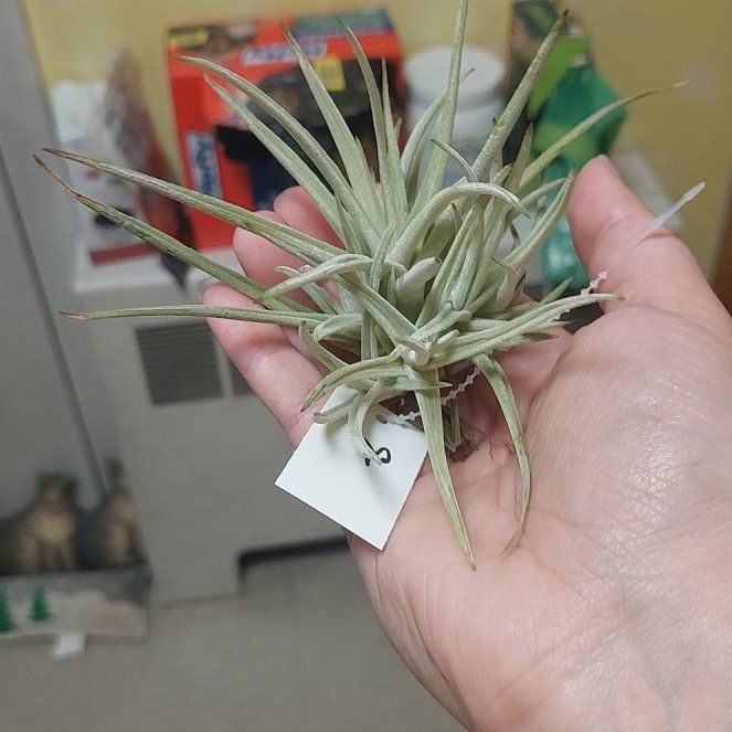 Photo of the plant species Air Plant by @CozyFalsedaisy named Sebastian on Greg, the plant care app