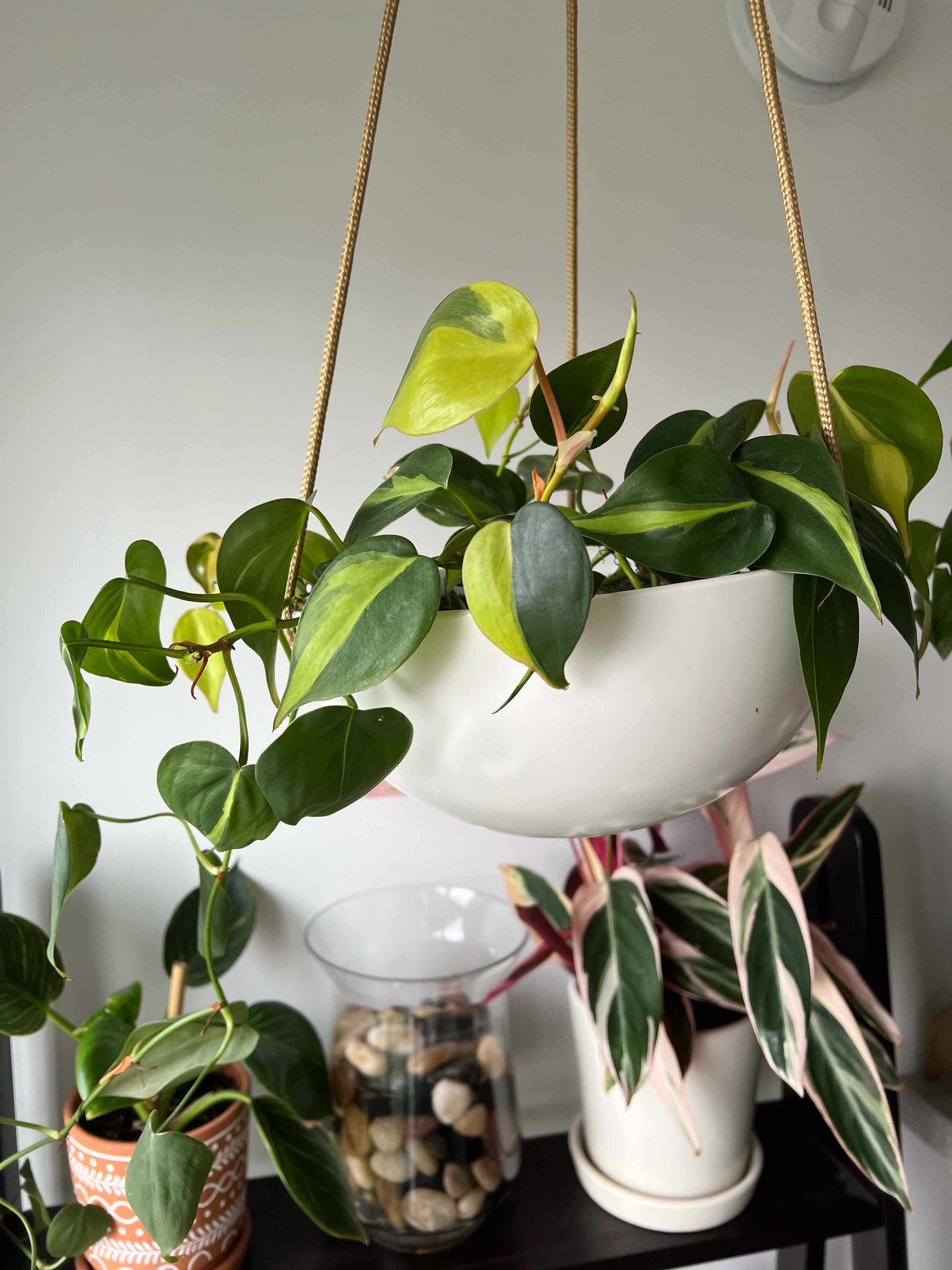 Plant care for Chain on Greg, the plant care app