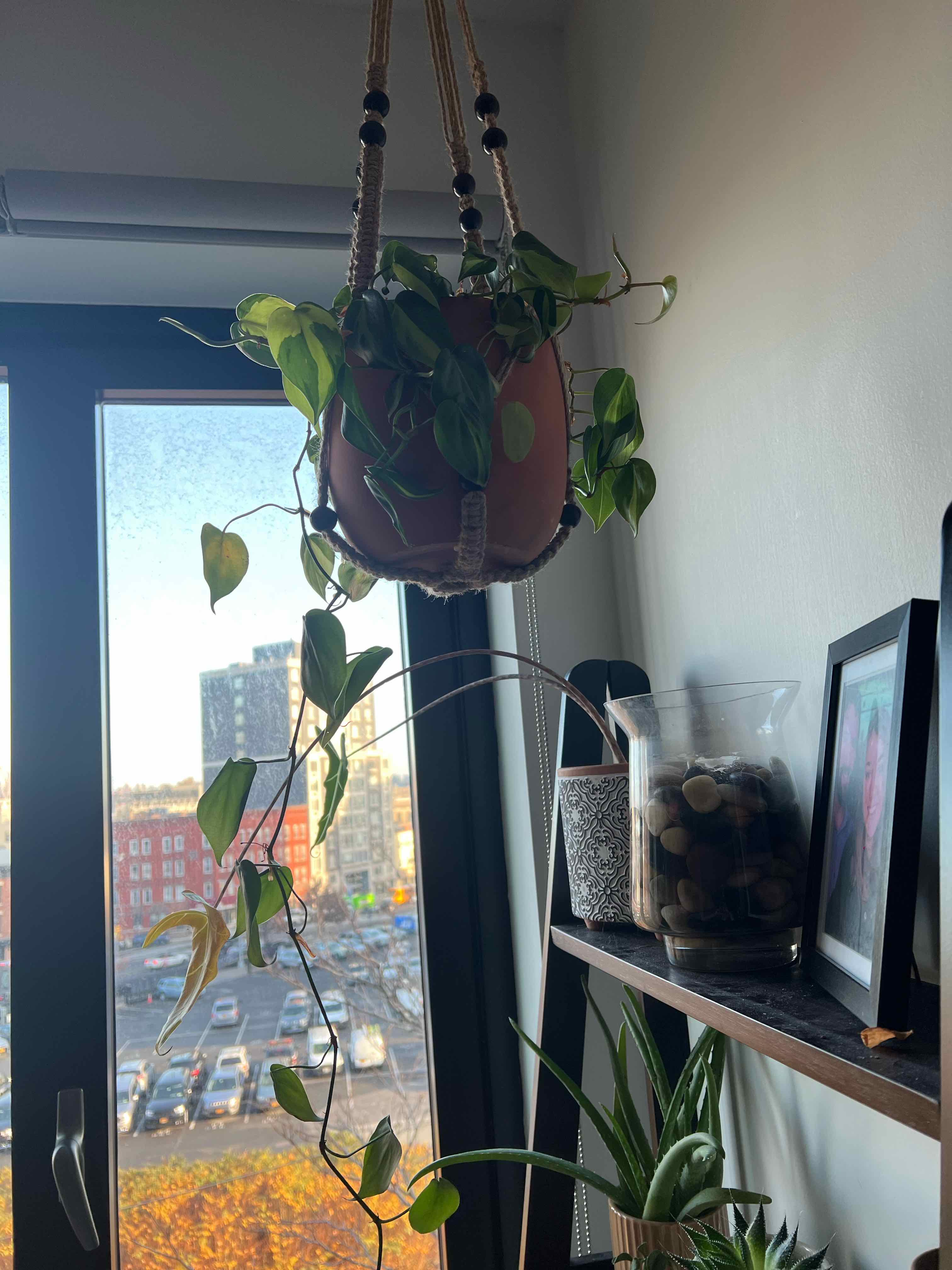 Brazil Philodendron in a hanging pot with trailing vines, near a window.