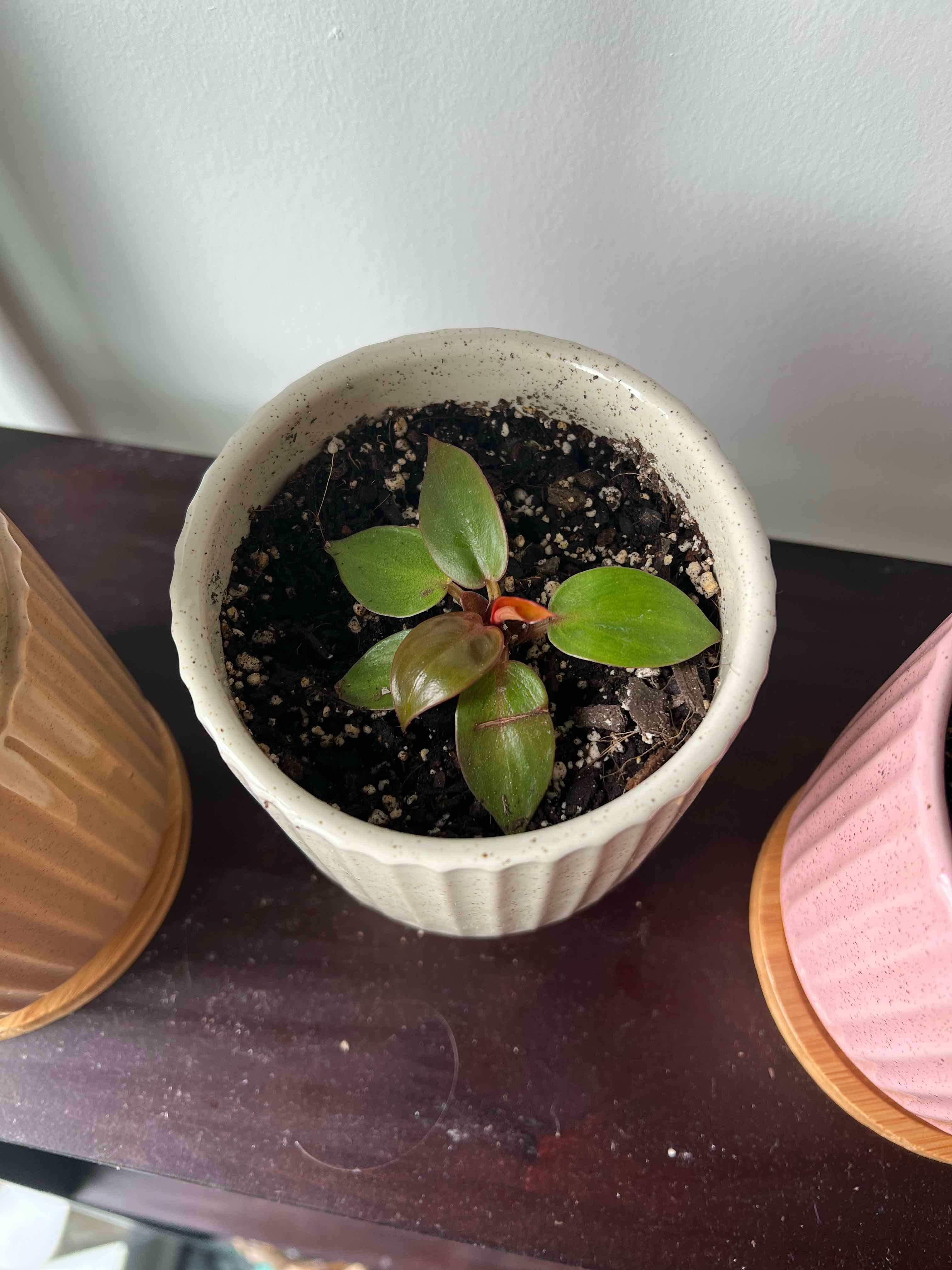 Philodendron Red Sun plant in a pot with visible soil, healthy green leaves.