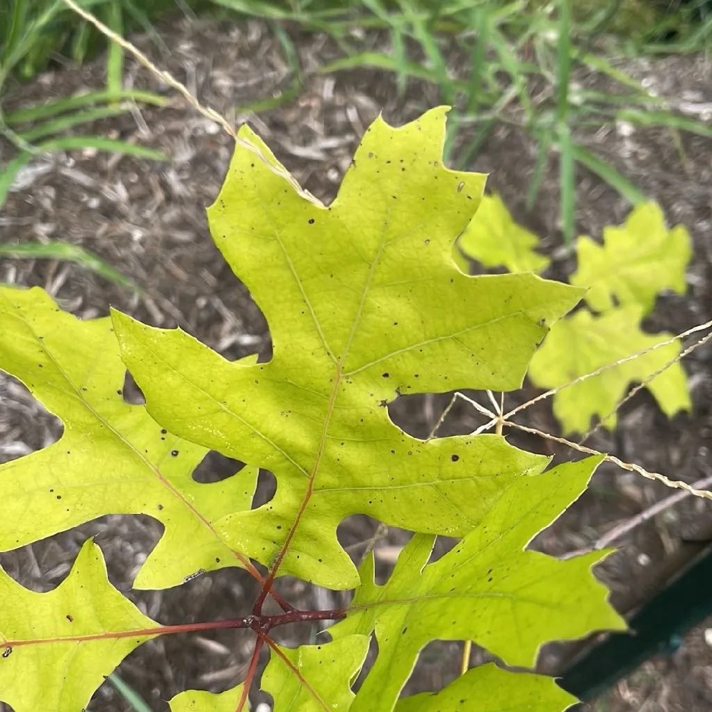 Photo of the plant species Texas Red Oak by @QuixoticKeylime named Tolkien on Greg, the plant care app