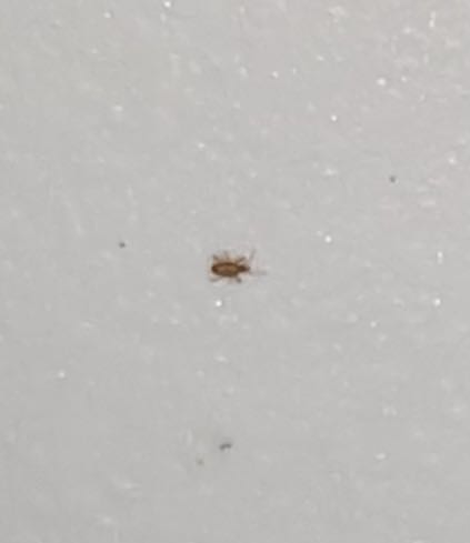 little orange bugs in soil