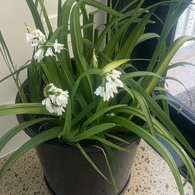 Photo of the plant species Harlequin-Flower by @MajorYerbasanta named Rainier on Greg, the plant care app