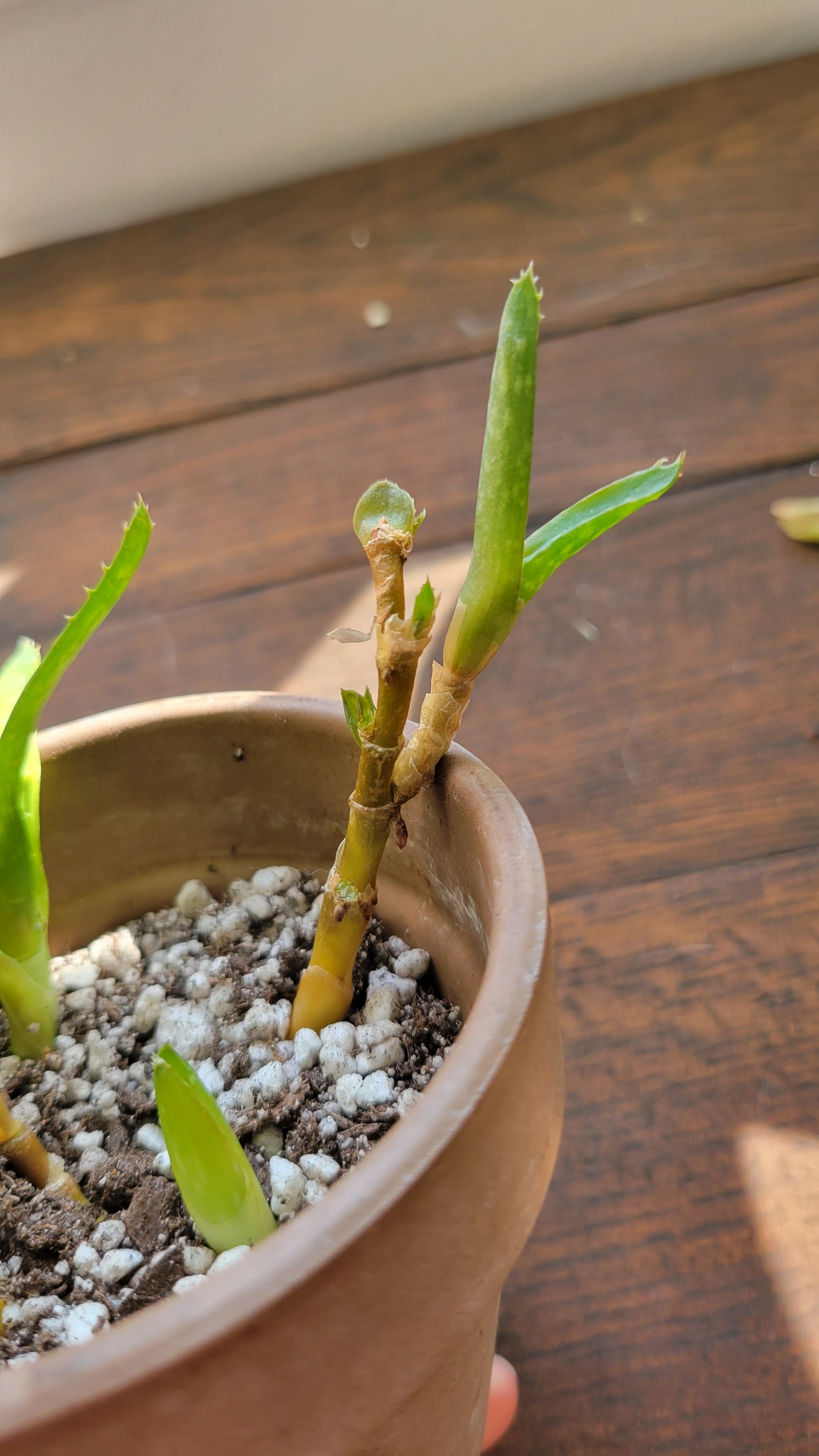 Benedict Cumberbush A plant by KeenHardpine on Greg