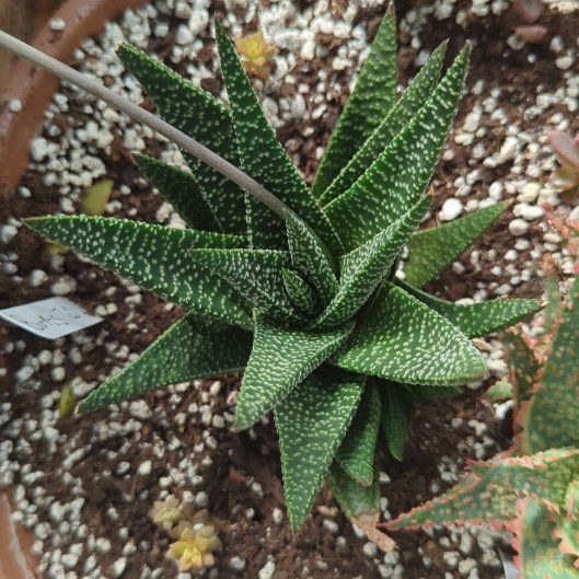 Photo of the plant species Haworthia attenuata 'Enon' by @AproposTukauki named Captain Plant-it on Greg, the plant care app