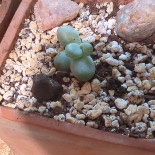 Photo of the plant species Blue Haze by @AproposTukauki named Blue on Greg, the plant care app