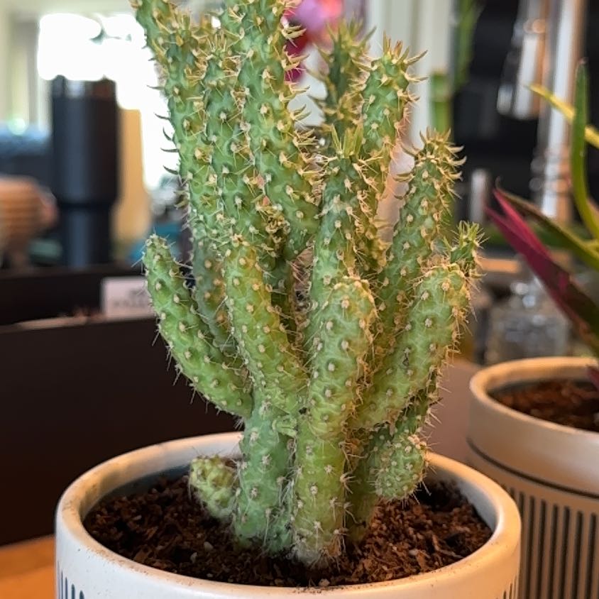 Photo of the plant species Cane Cactus by @VocalShadbush named Plato on Greg, the plant care app