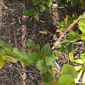 Photo of the plant species Coco Plum by @ExpansiveLilac named Oscar on Greg, the plant care app