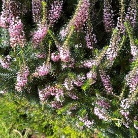 Photo of the plant species Wandering Heath by @BraveBiggalleta named Dolores on Greg, the plant care app