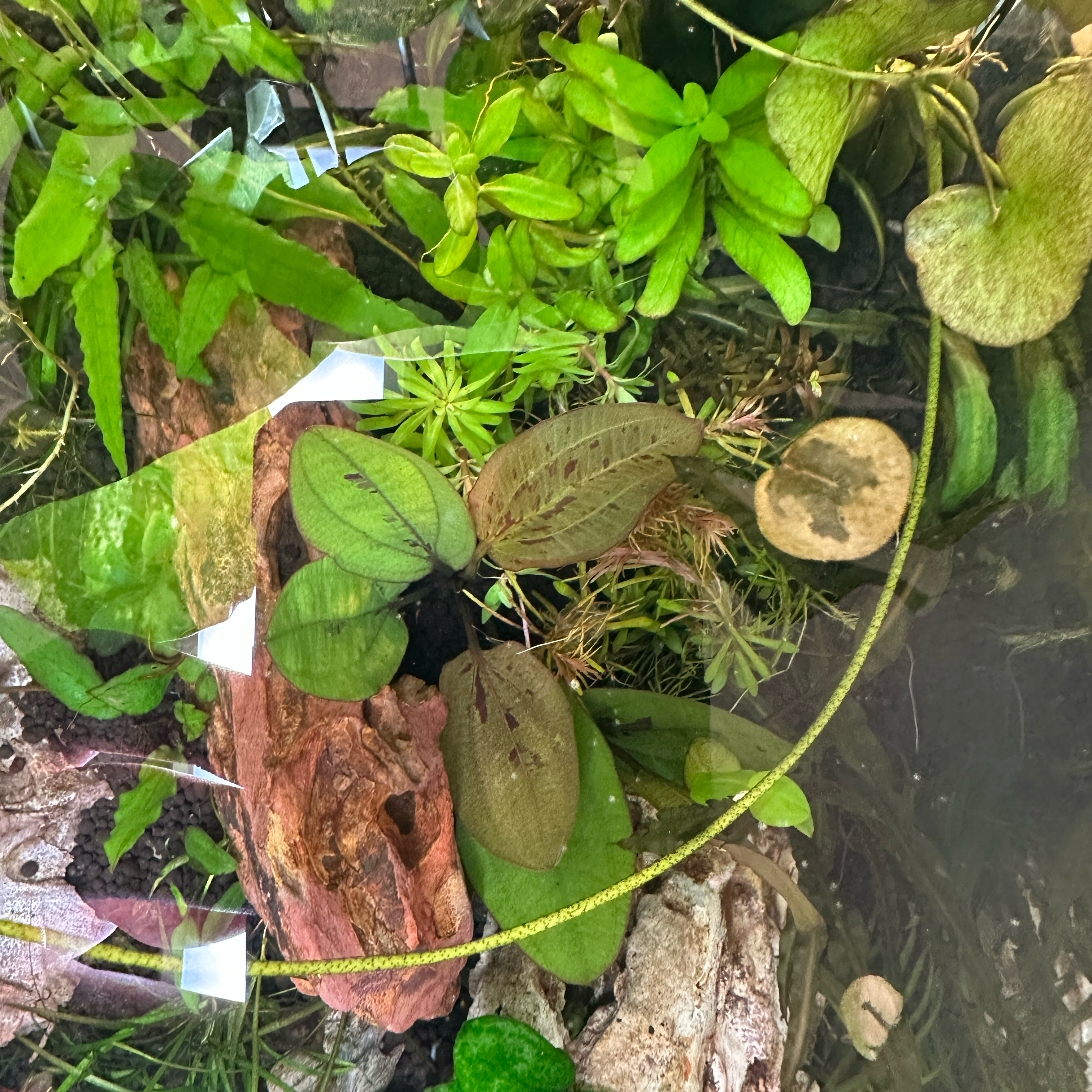 Plant care for Baldellia repens subsp. cavanillesii on Greg, the plant care app