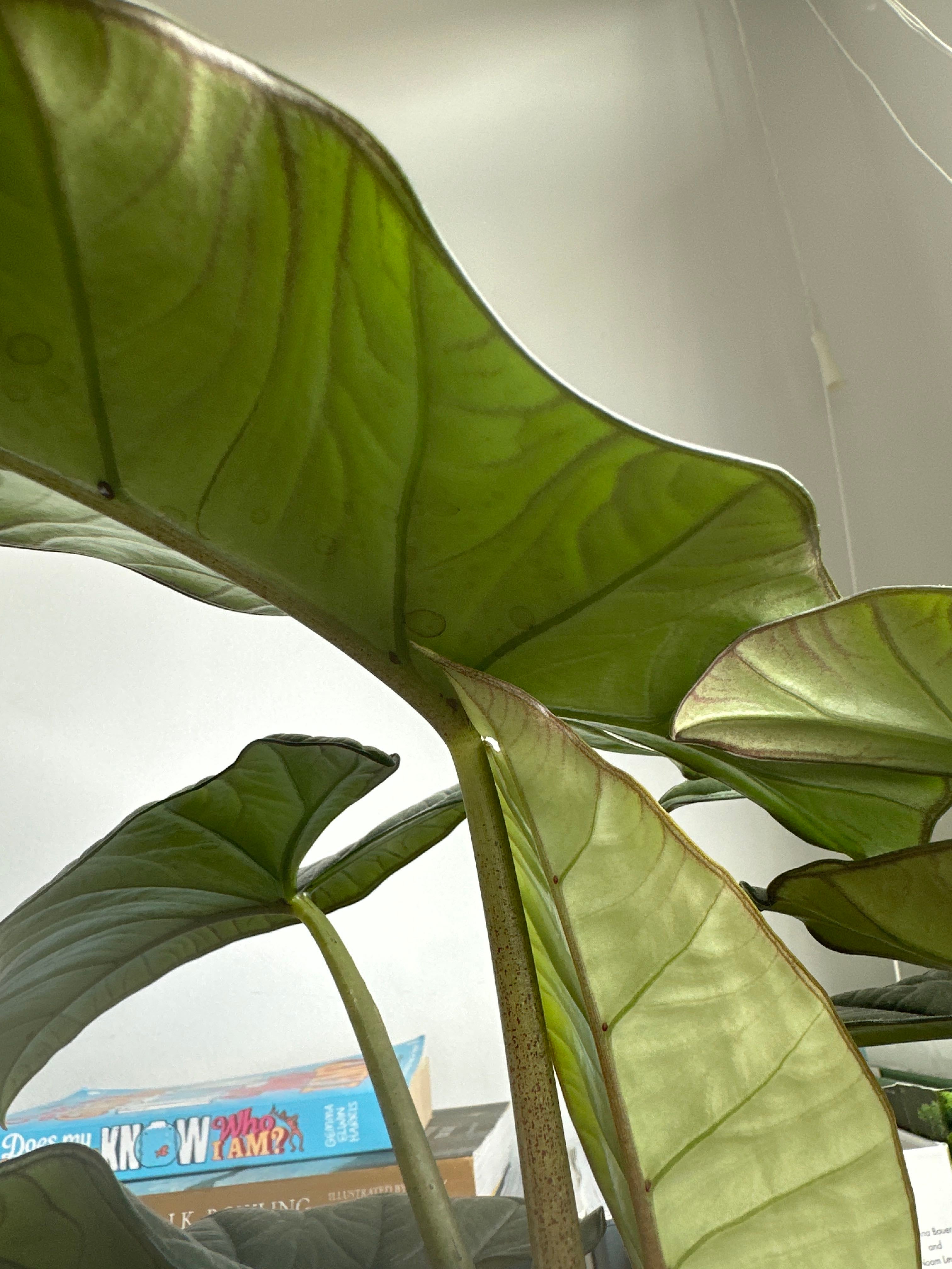 Keep Your Everest Plant Alive Light, Water & Care Instructions