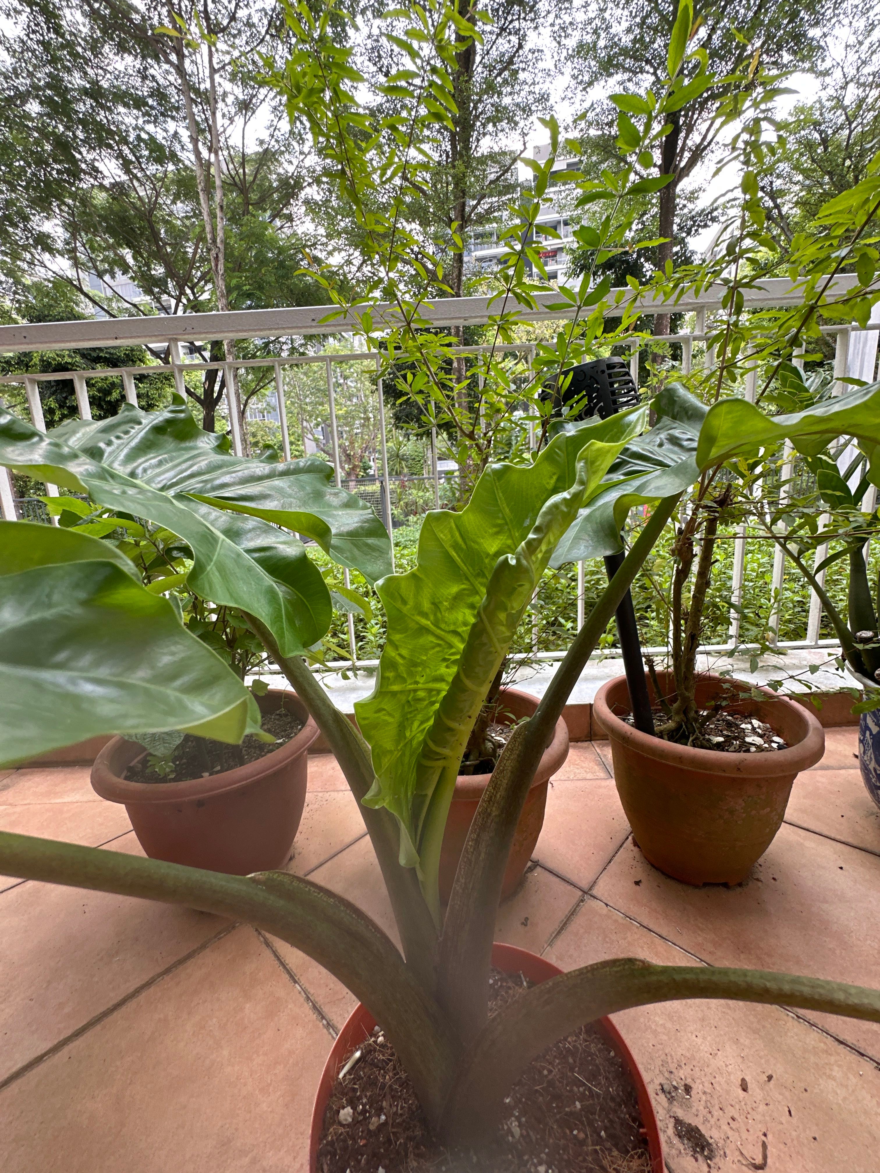 🪞 Why the Leaves on Alocasia 'Mirror Face' Turn Yellow