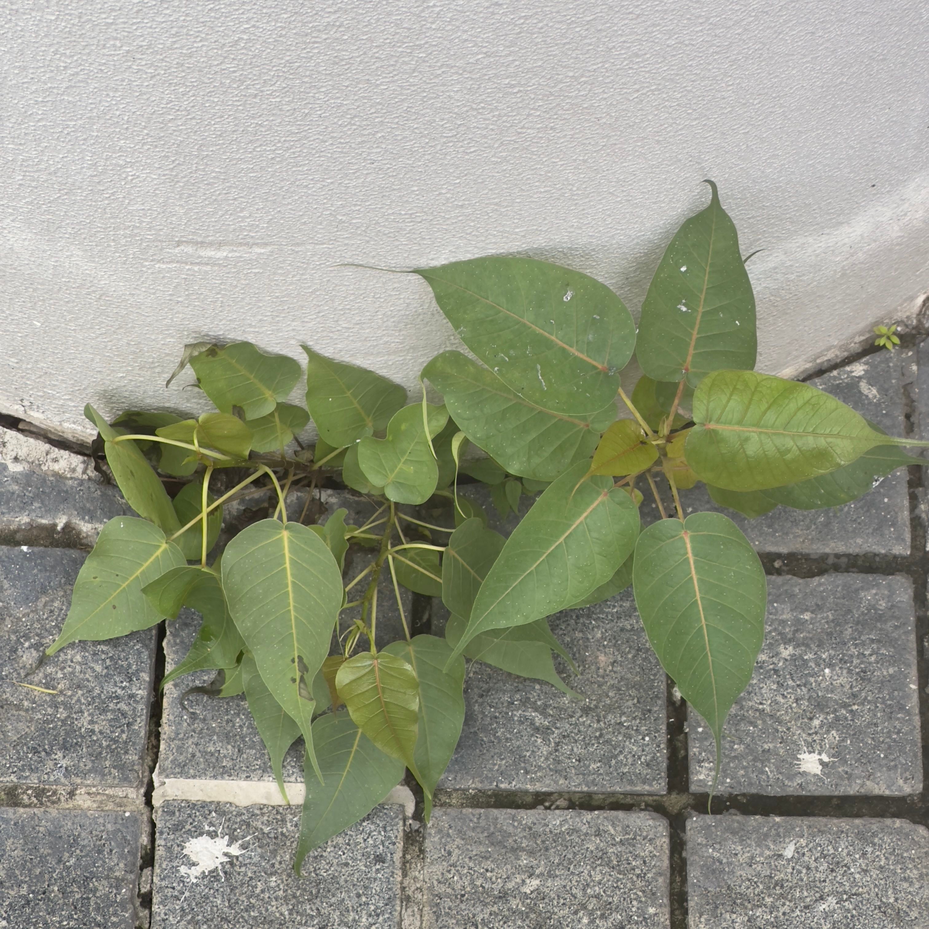 The 1 Top Companion Plant for Weeping Fig 'Mini Lucie' 🌱