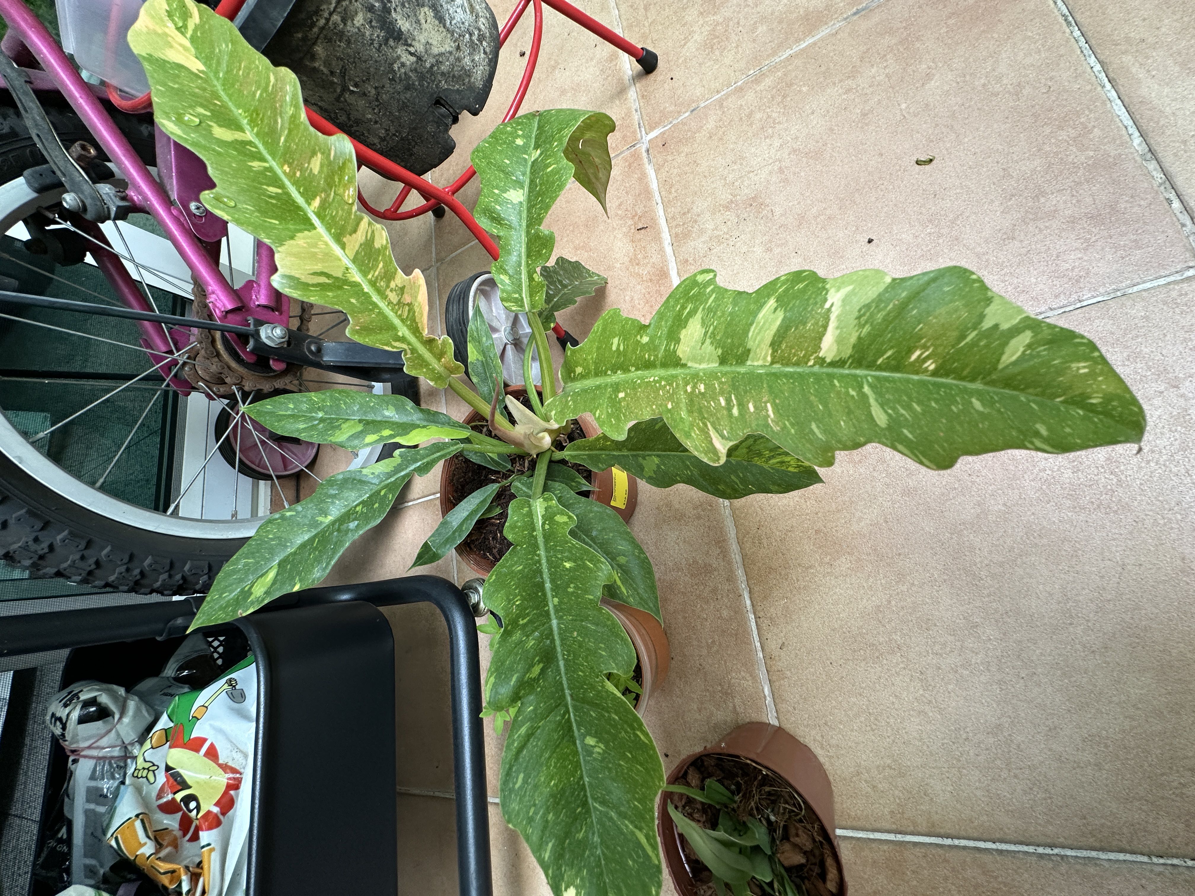 Photo from the post