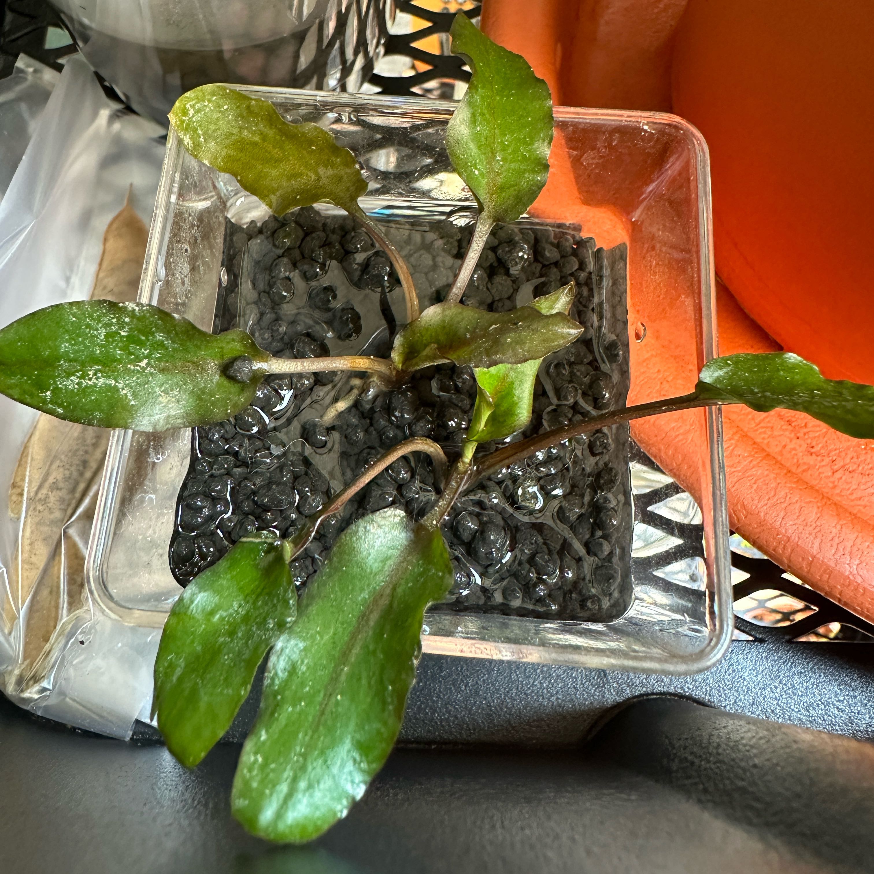 Photo of the plant species Wendt's Water Trumpet by @Araceae named Tokay Gecko on Greg, the plant care app