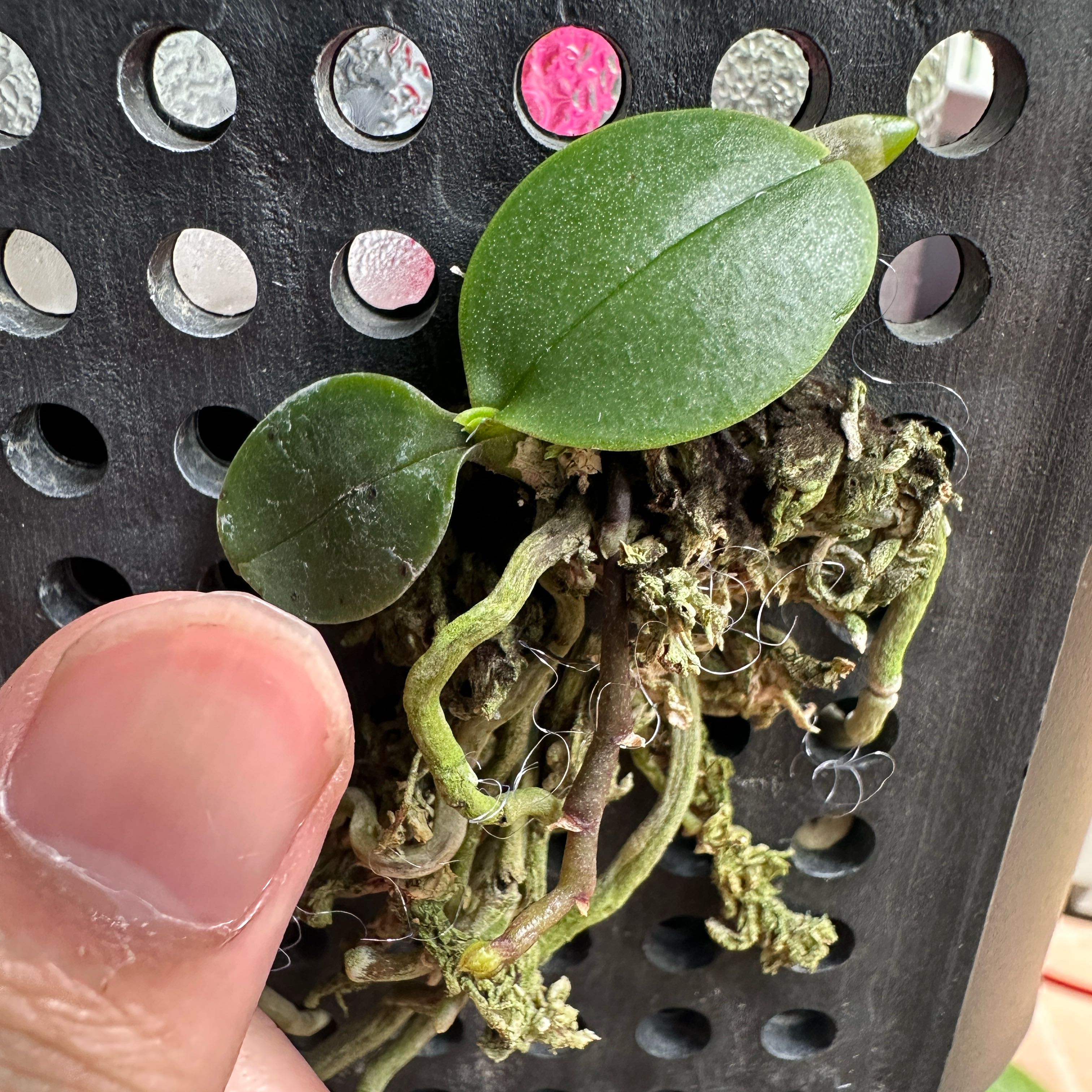 Photo of the plant species Finley's Phalaenopsis by @Araceae named Kleiner Tiger on Greg, the plant care app