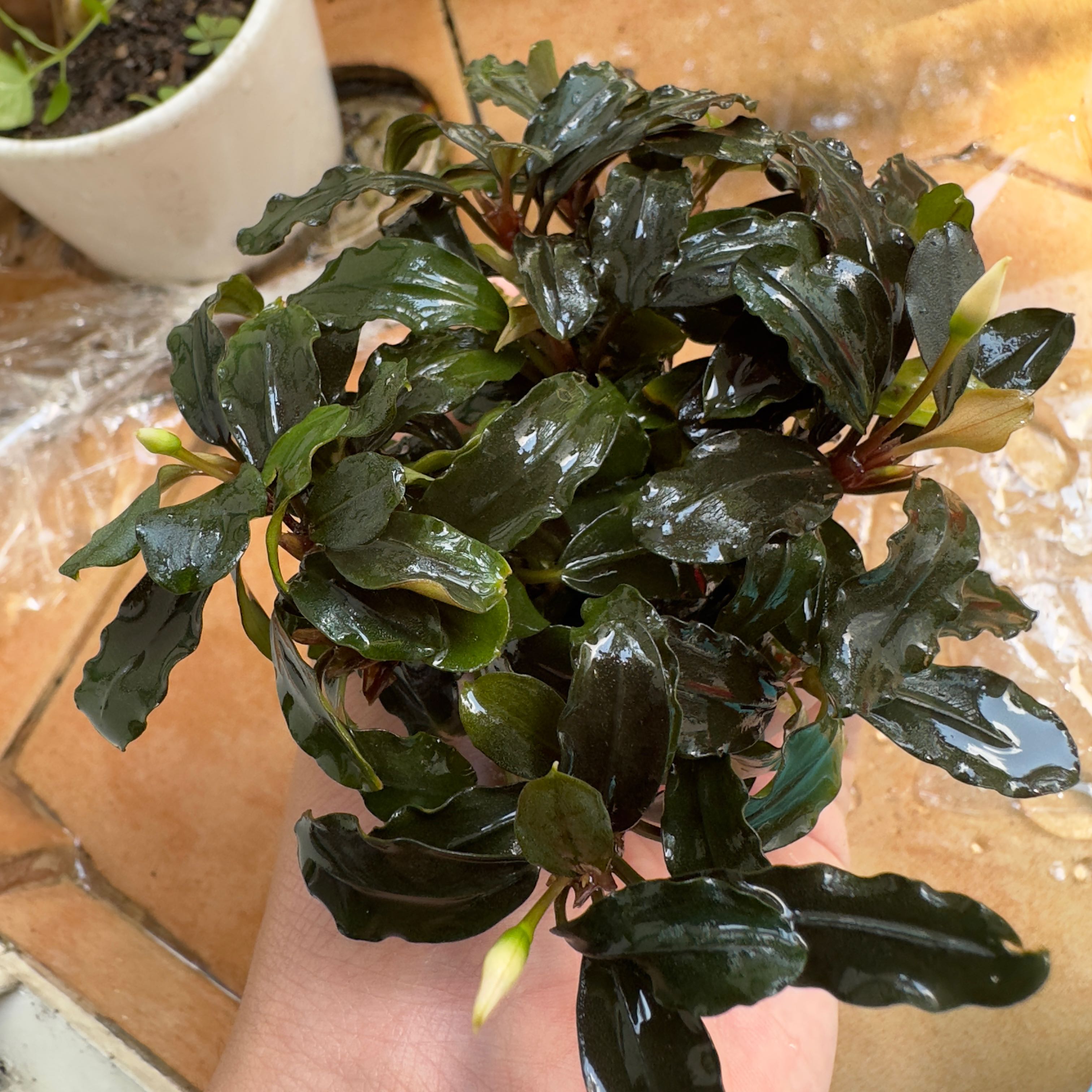 Plant care for Aquatic Mini Purple on Greg, the plant care app