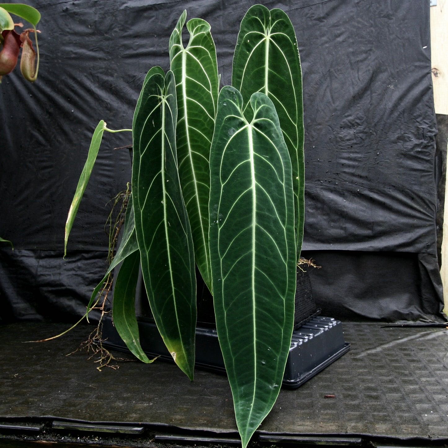 Photo from the post