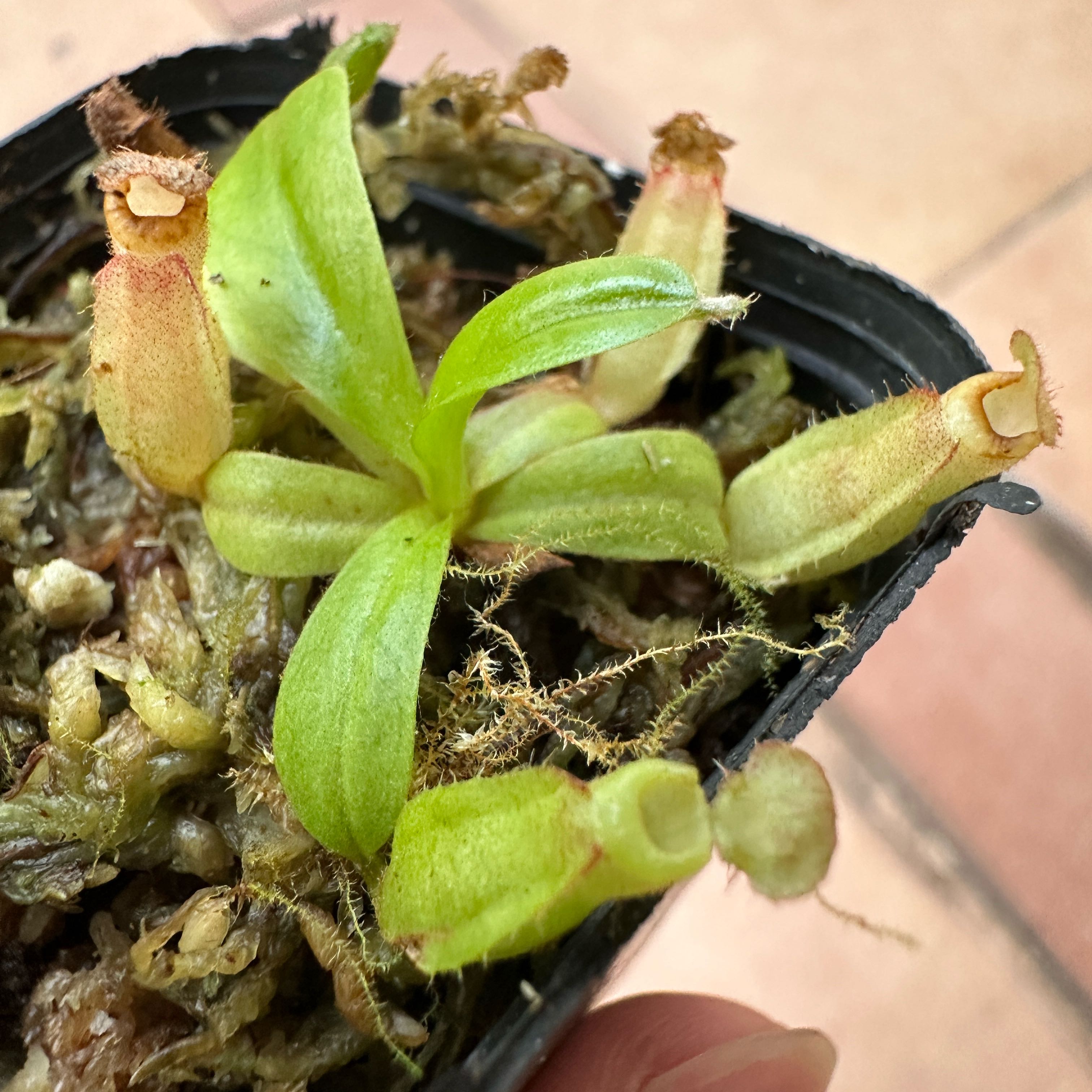 Photo of the plant species Nepenthes 'Viking' × veitchii 'Bario' by @Araceae named Viko on Greg, the plant care app