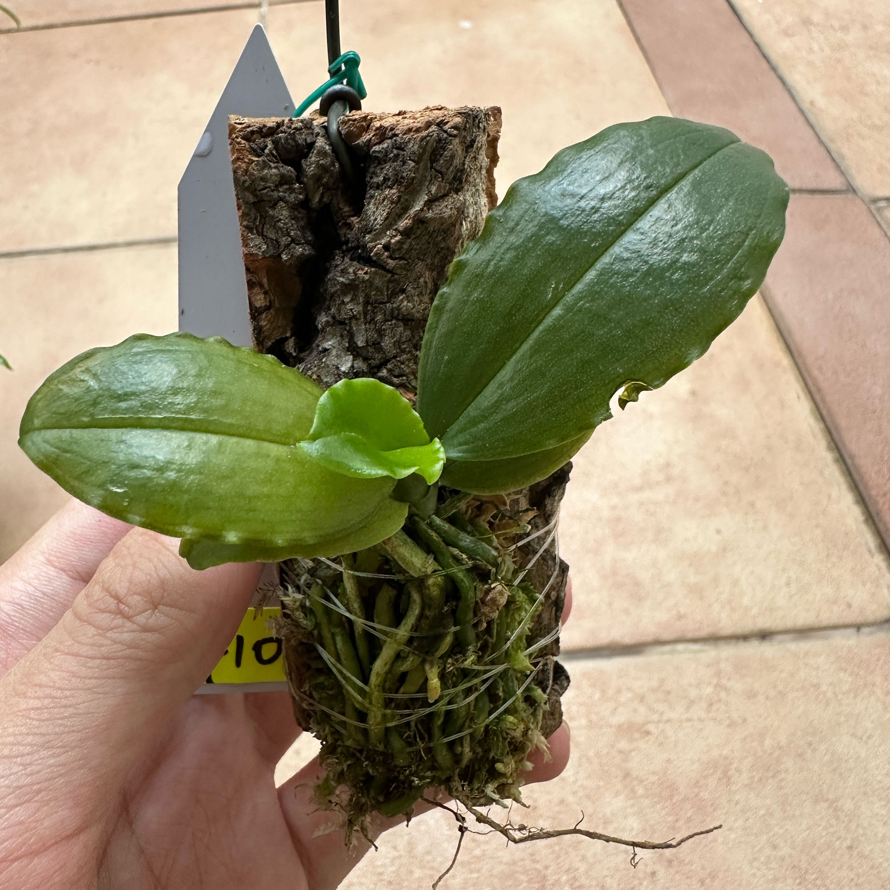 Photo of the plant species Delightful Phalaenopsis by @Araceae named Scrambled Eggs on Greg, the plant care app