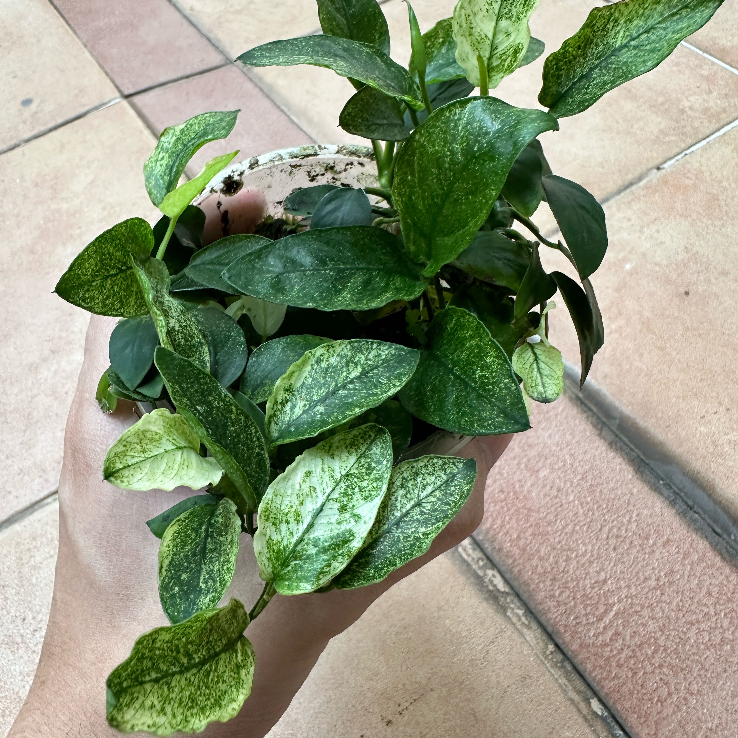 Plant care for Nana Petite White on Greg, the plant care app