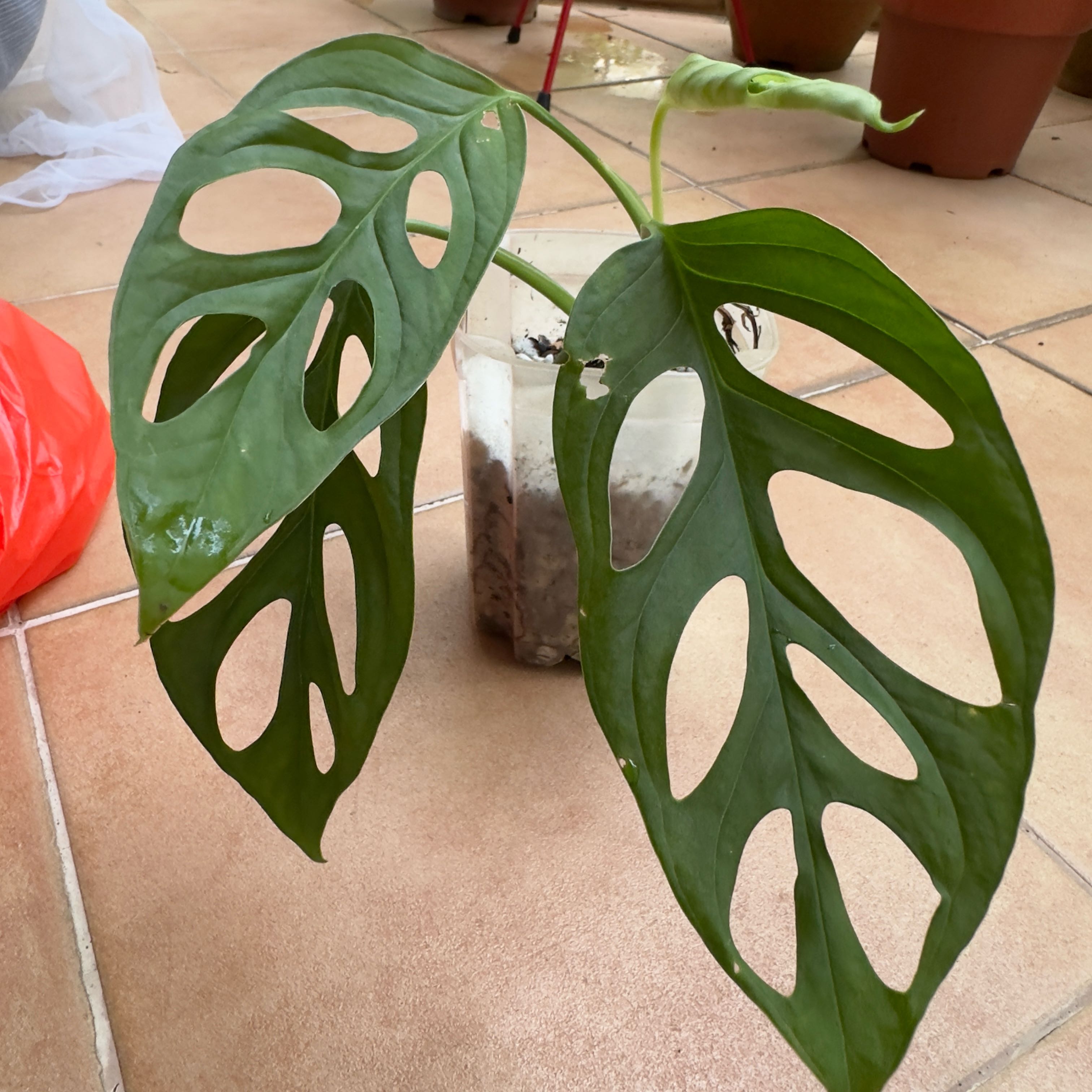 Photo of the plant species Monstera obliqua 'Cuyabeno' by @Araceae named Cuya on Greg, the plant care app