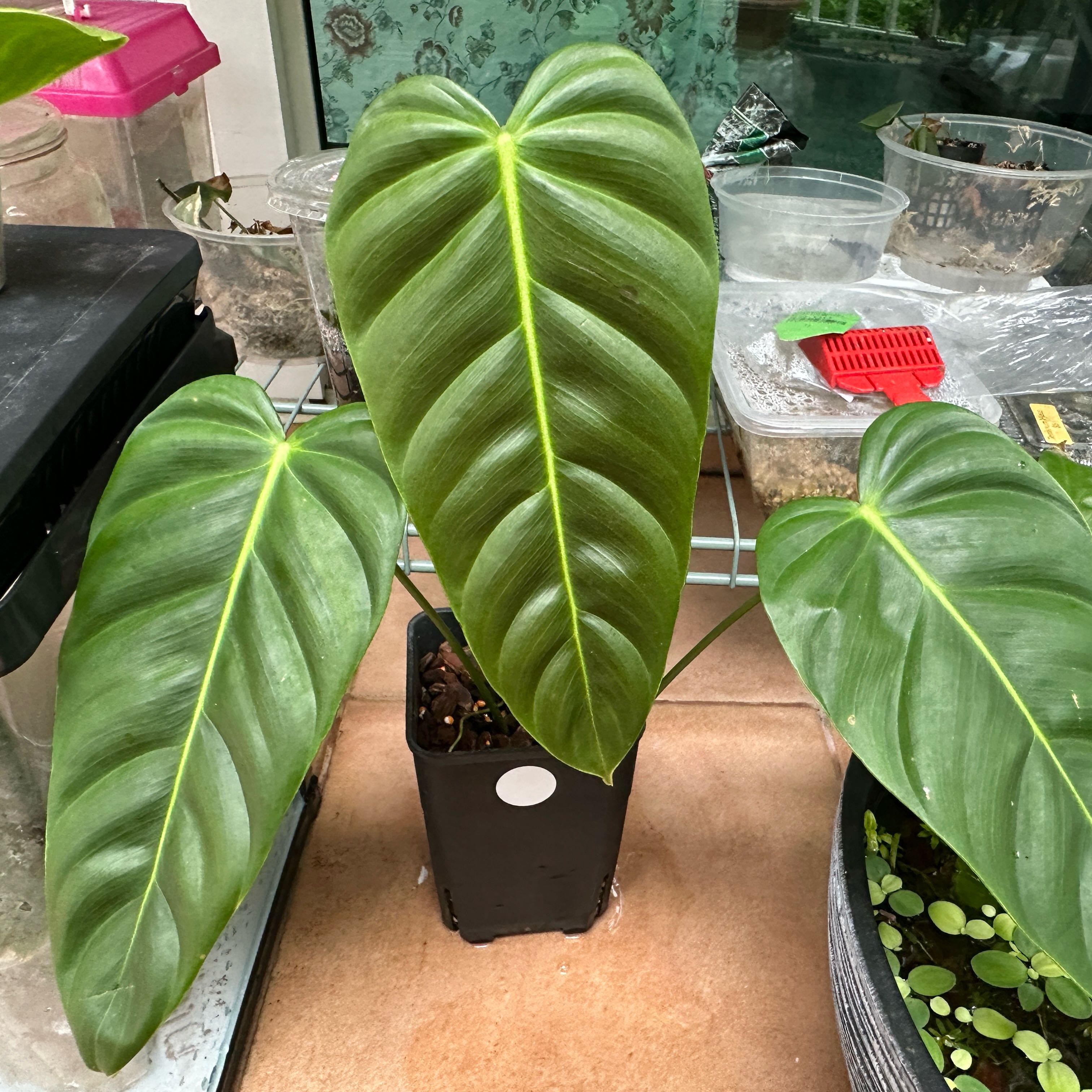 Photo of the plant species Philodendron esmeraldense by @Araceae named Esau on Greg, the plant care app
