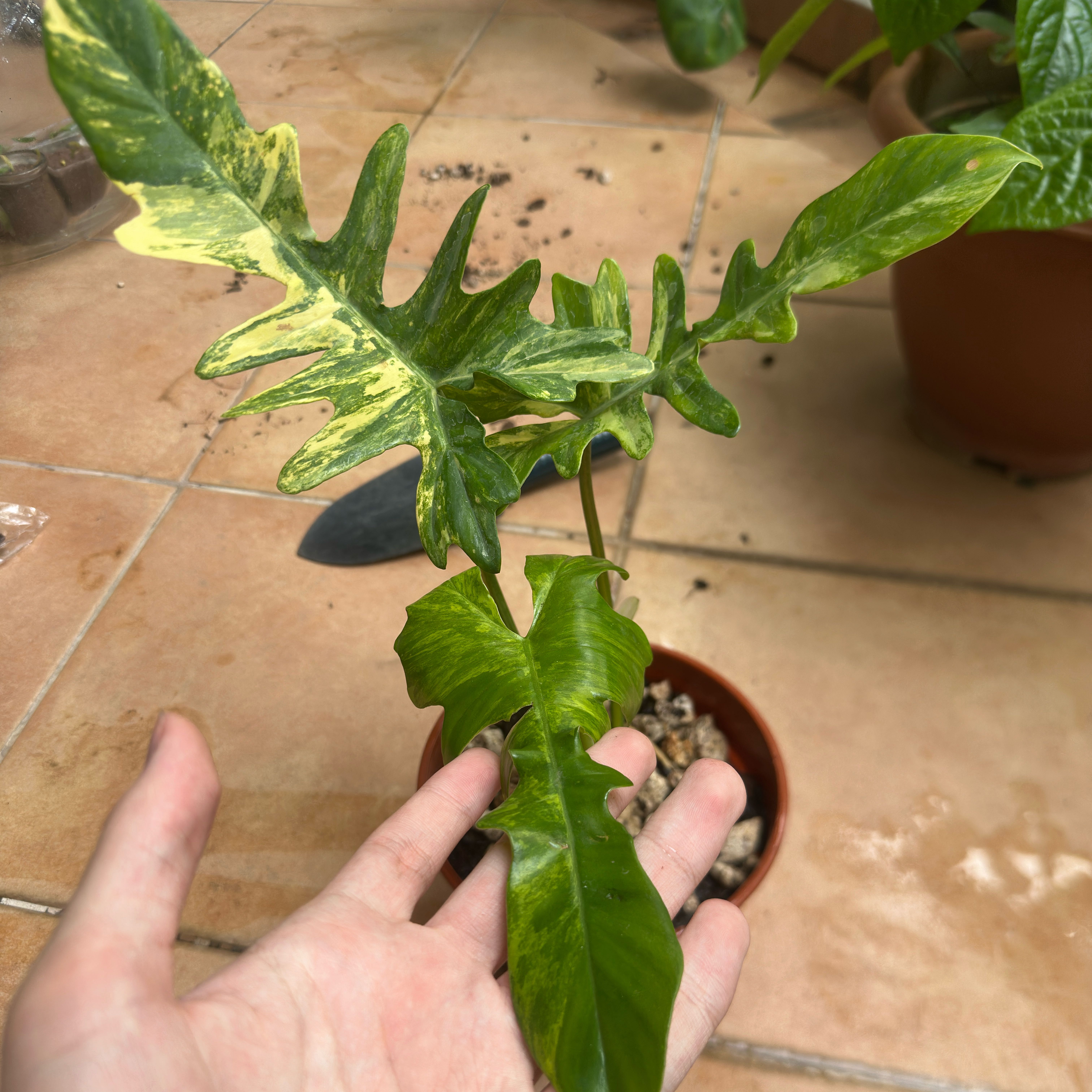 Photo of the plant species Philodendron billietiae x mayoi ‘Variegated’ by @Araceae named Billieyoi on Greg, the plant care app