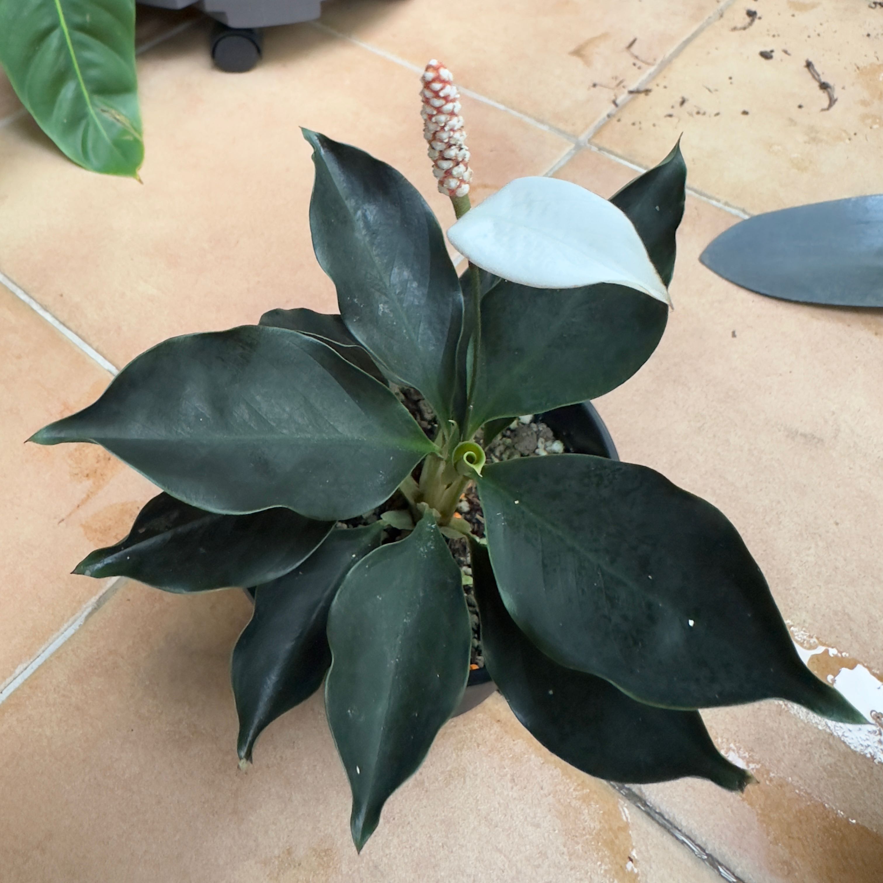 Photo of the plant species Peace Lily by @Araceae named Ivan on Greg, the plant care app