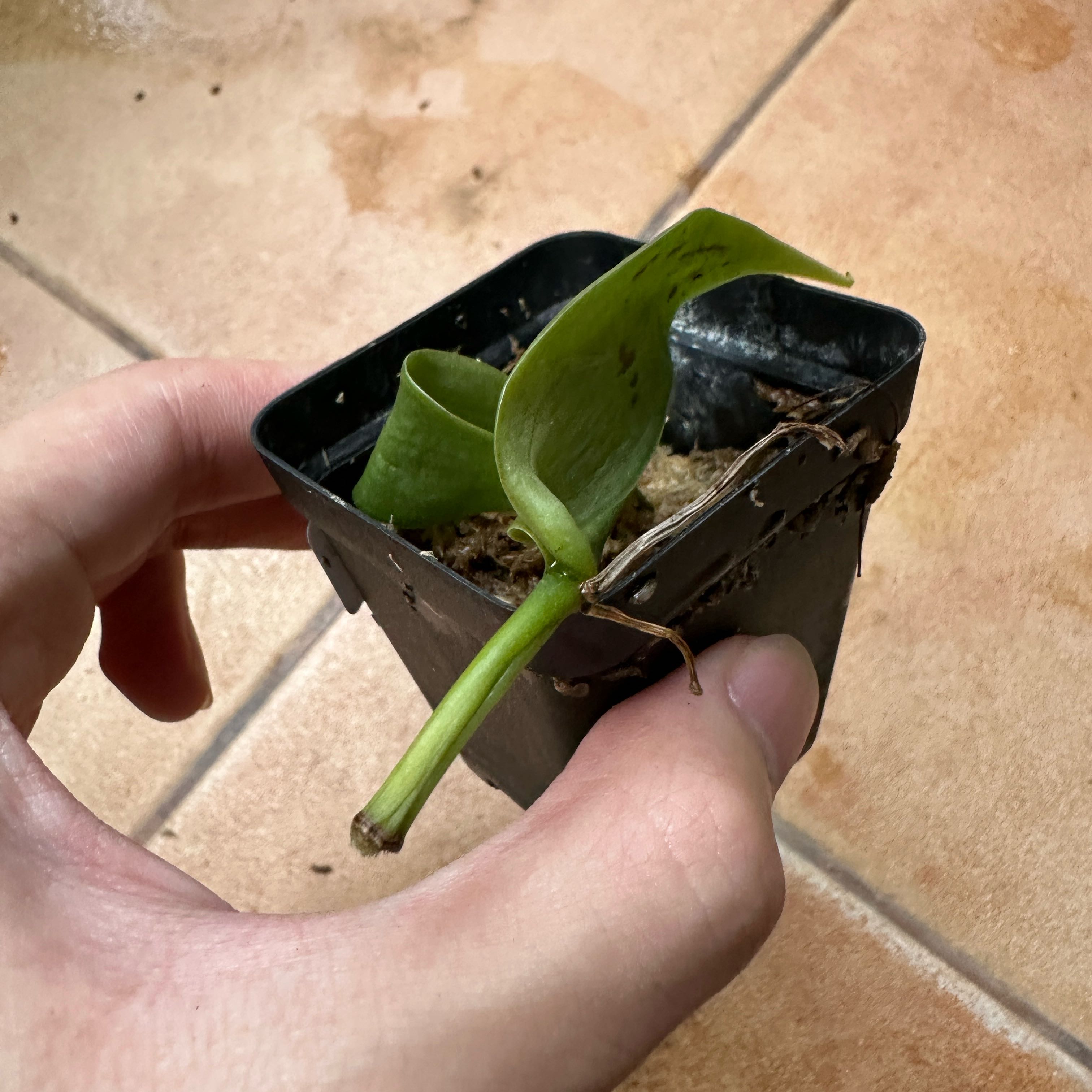 Photo of the plant species Flat Leafed Vanilla by @Araceae named Bean on Greg, the plant care app