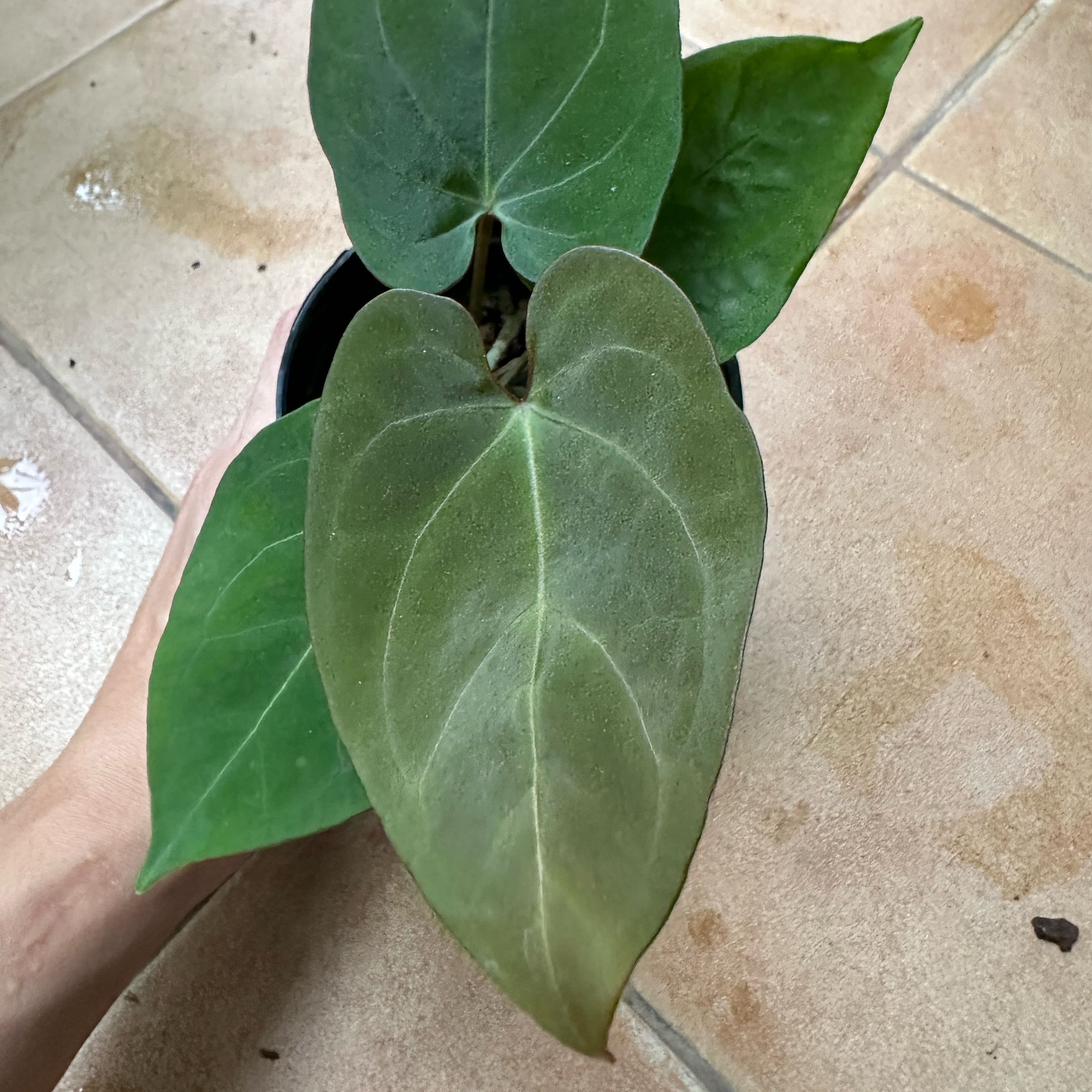 Photo of the plant species Anthurium besseae aff x forgetii by @Araceae named Besse on Greg, the plant care app
