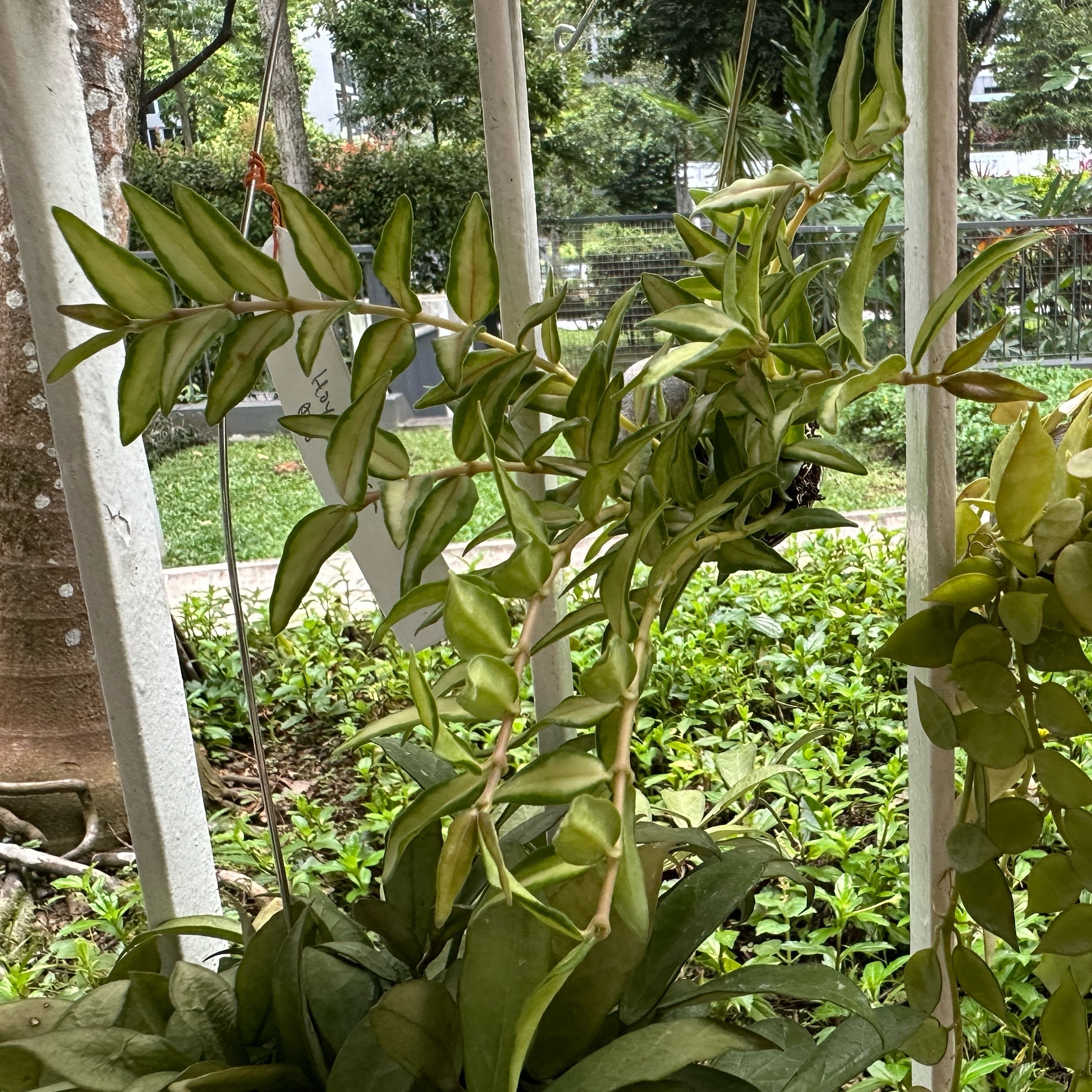 Photo of the plant species Hoya Bella Luis Bois by @Araceae named Louis on Greg, the plant care app