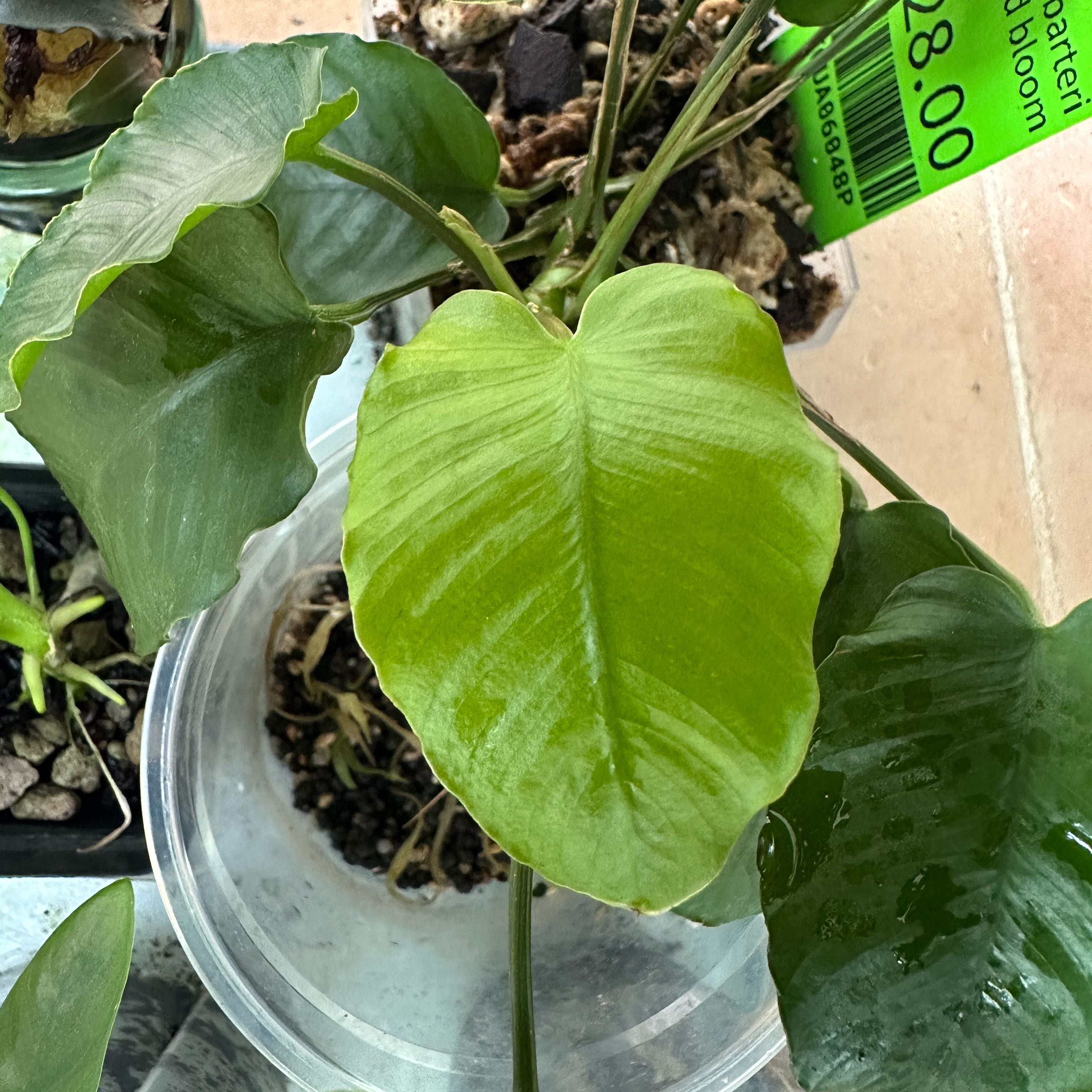 Photo of the plant species Anubias barteri 'Emerald Bloom' by @Araceae named Peter Parker on Greg, the plant care app