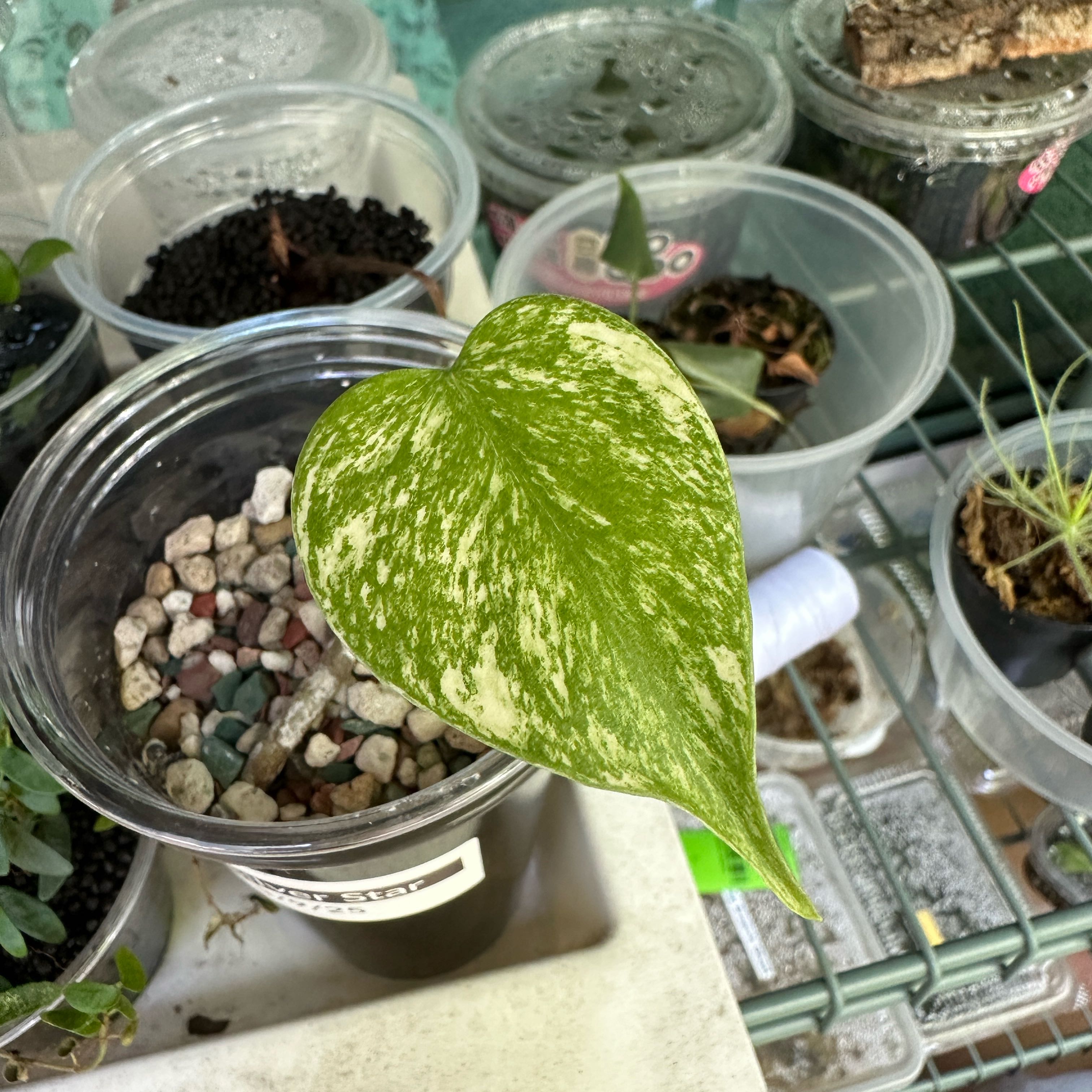 Photo of the plant species Monstera 'Silver Star' by @Araceae named Silvia on Greg, the plant care app