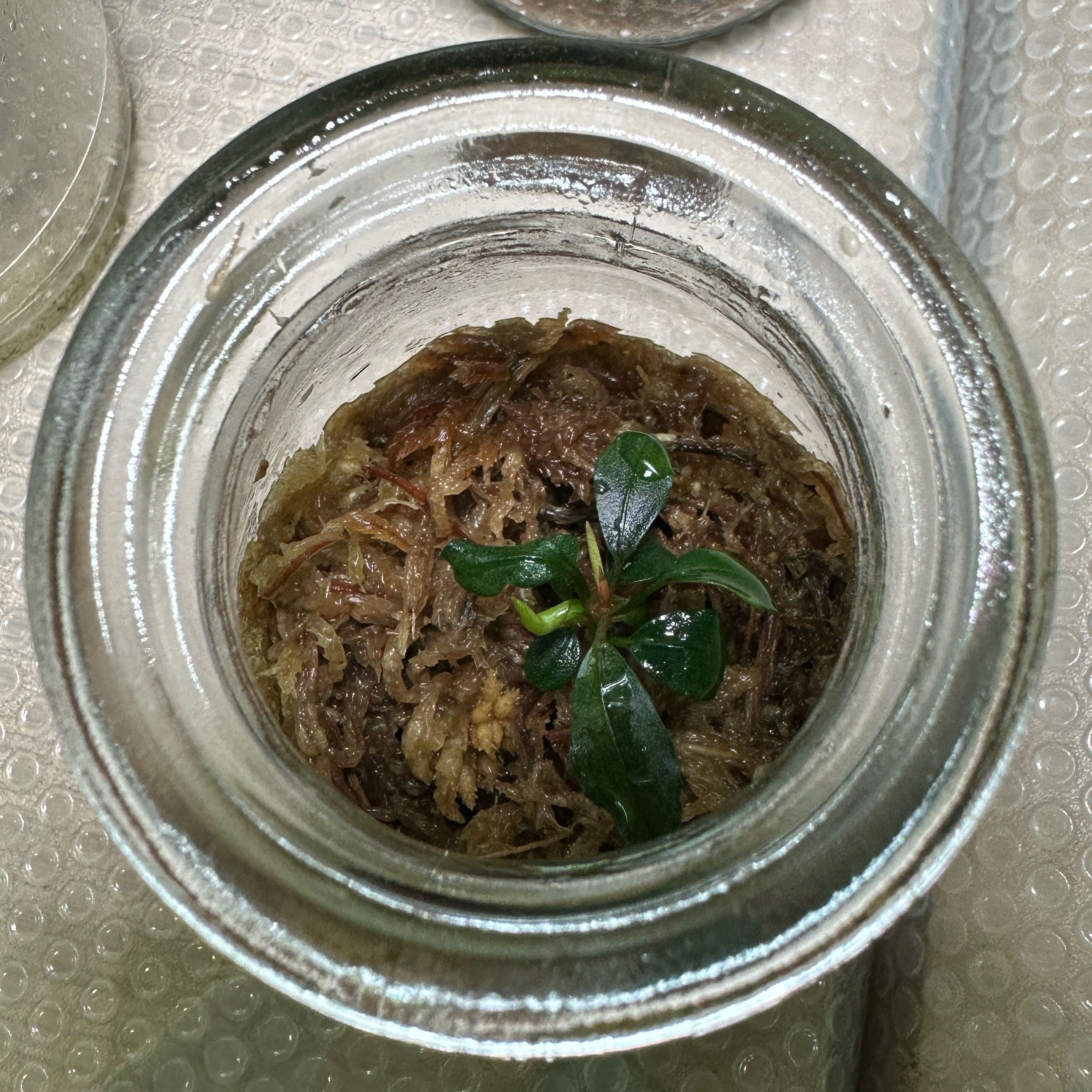 Photo of the plant species Bucephalandra 'Brownie Ghost' by @Araceae named Soufflé on Greg, the plant care app