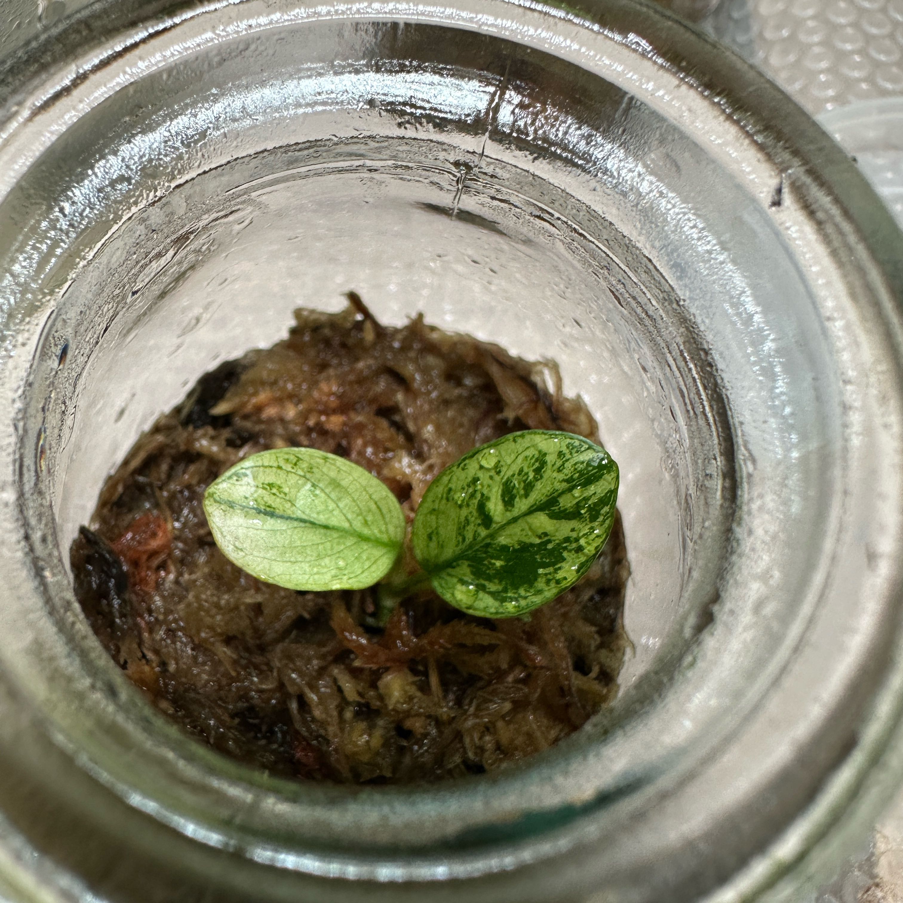 Photo of the plant species Anubias barteri var. nana 'Pinto' by @Araceae named Yoghurt on Greg, the plant care app